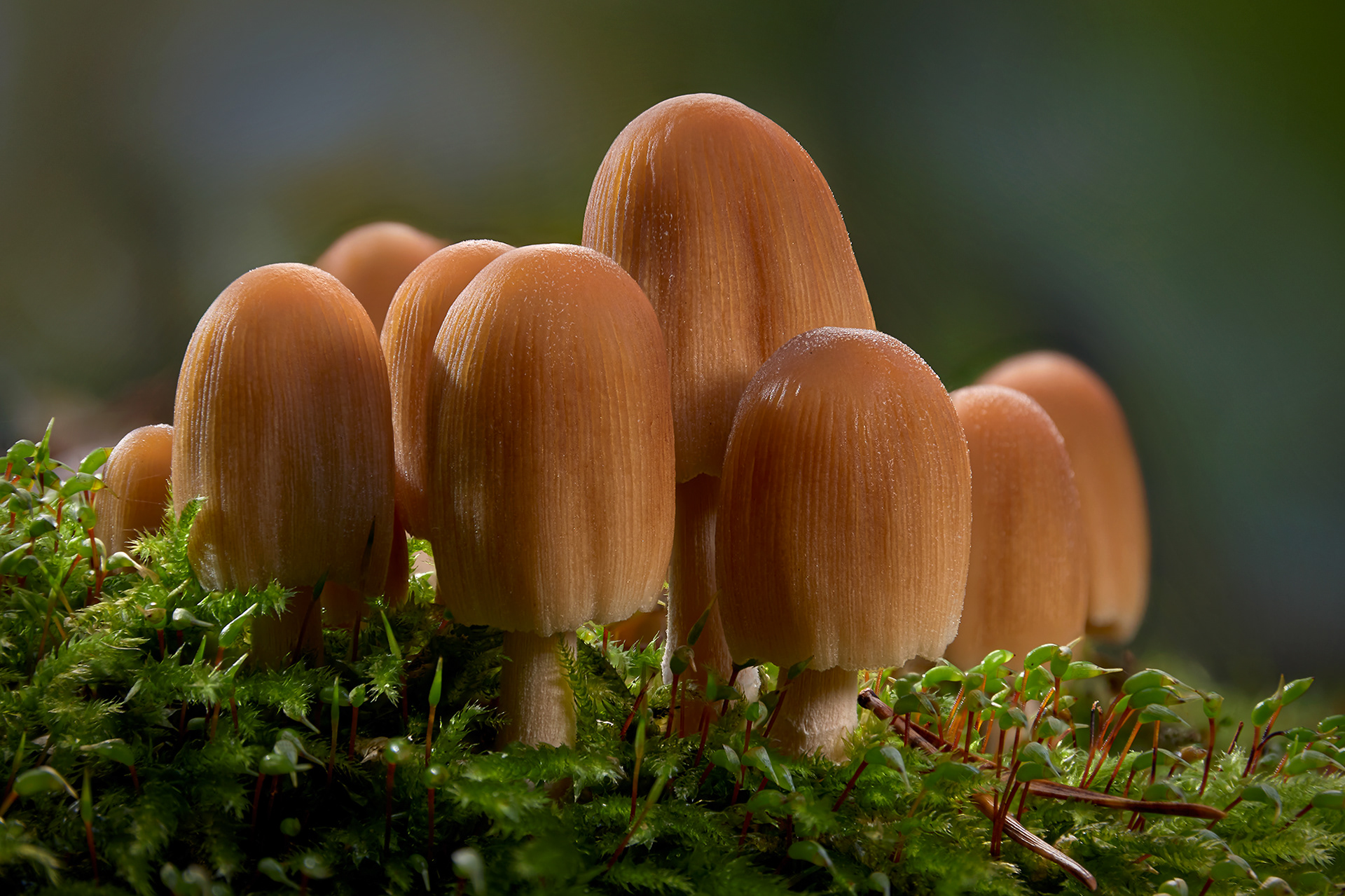 Glimmertintling; Coprinellus micaceus