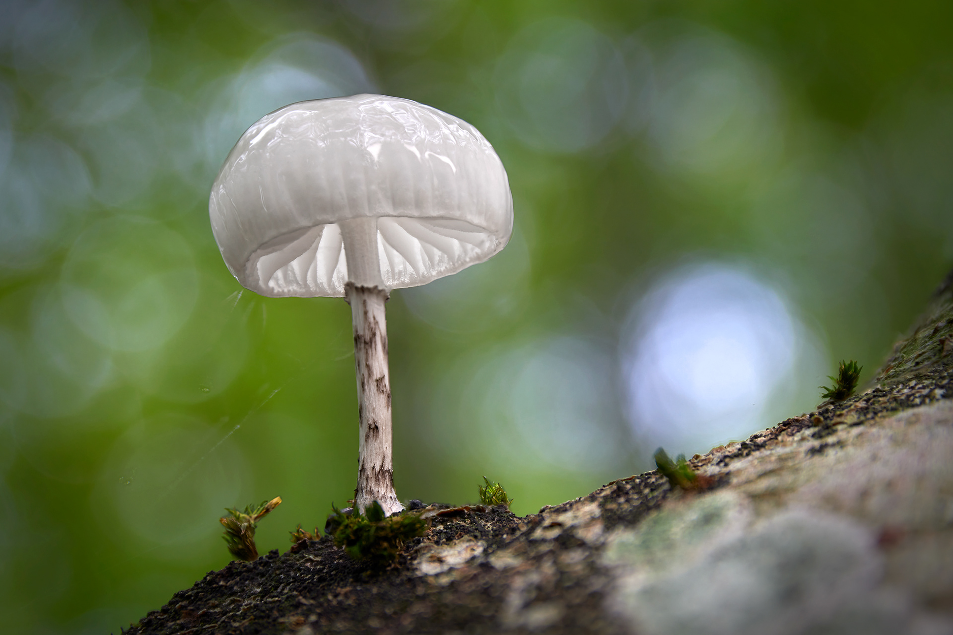 Buchen-Schleimrübling; Oudemansiella mucida; Porselenshatt