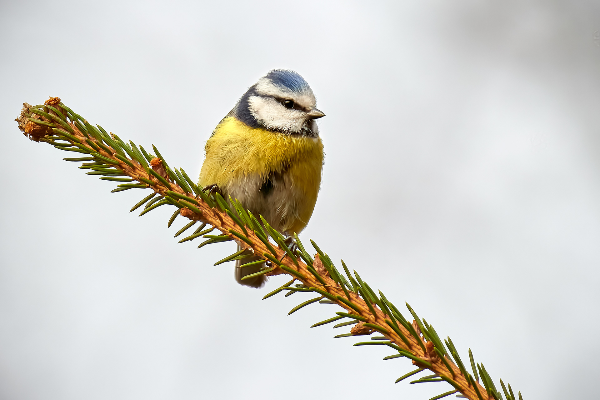 Blåmeis