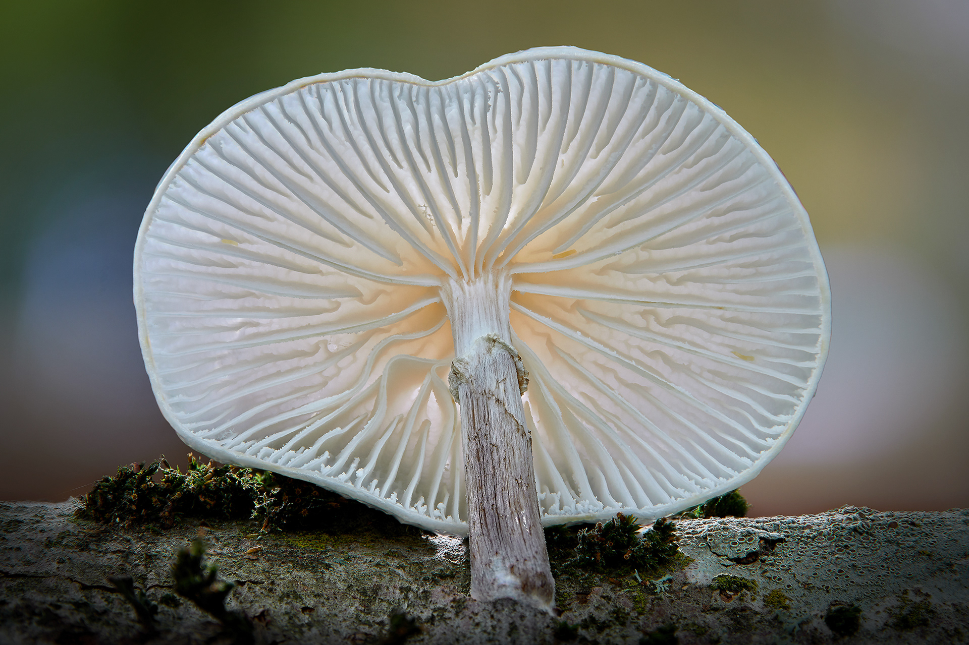 Buchen-Schleimrübling; Oudemansiella mucida; Porselenshatt