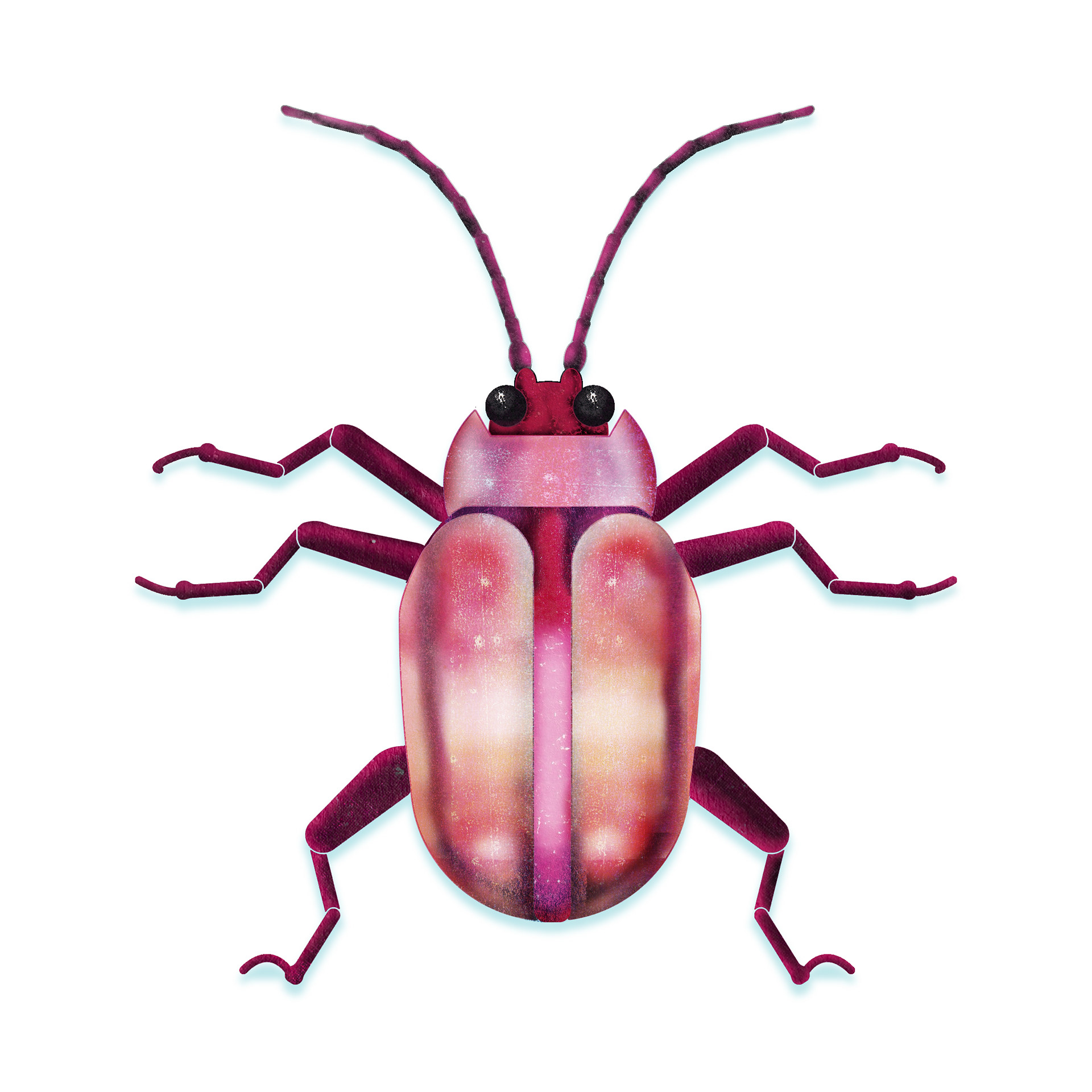 Pink Beetle