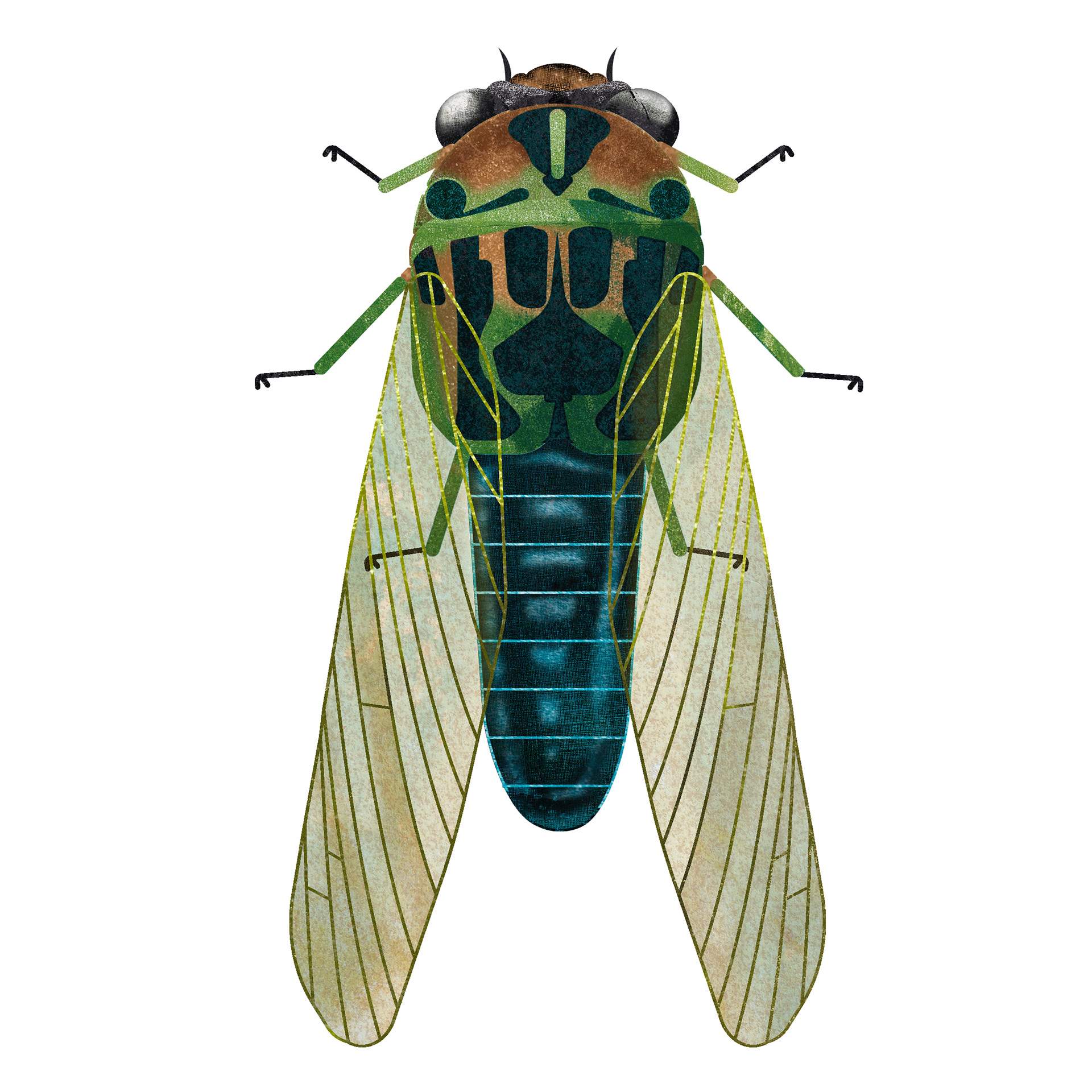 Cicada