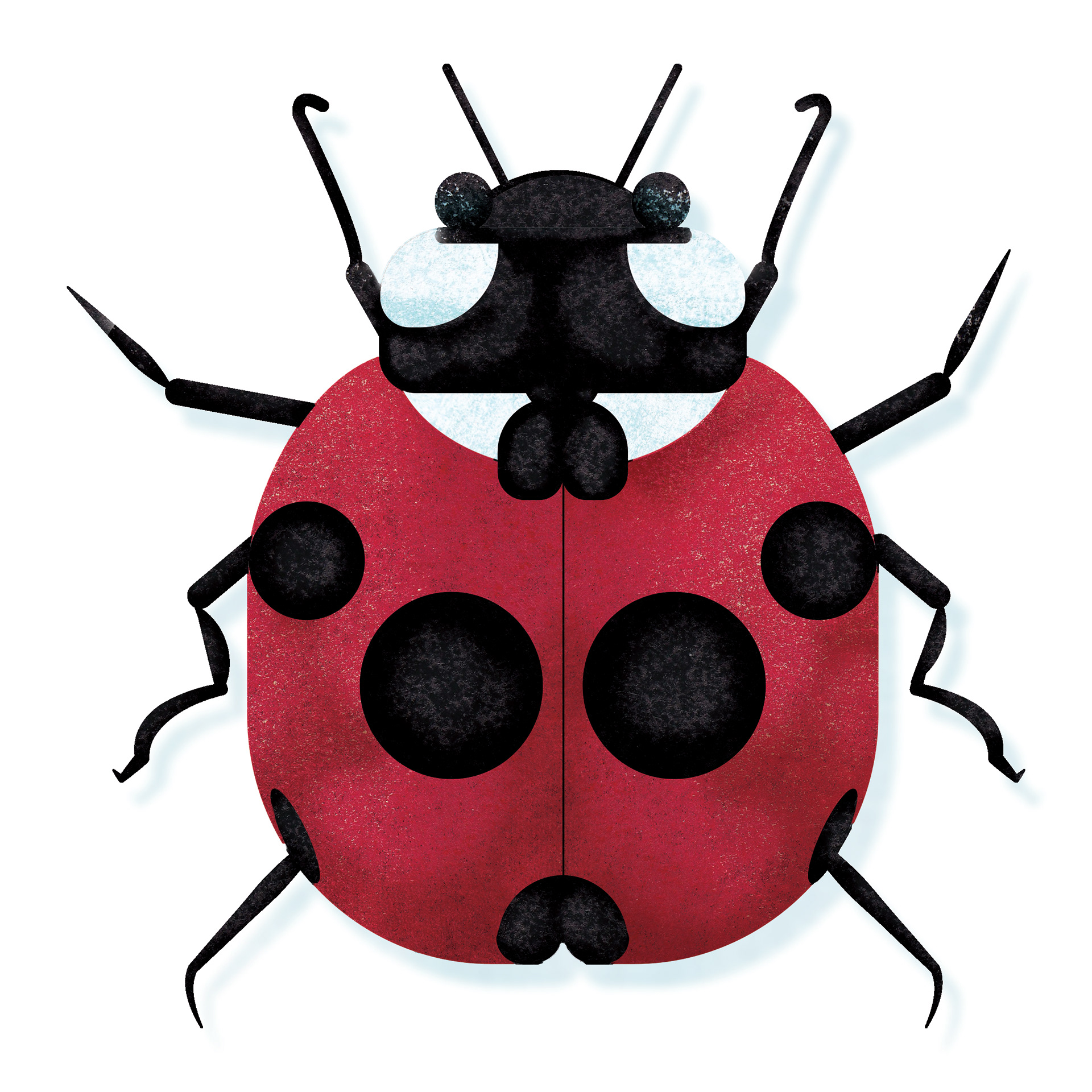 Ladybug