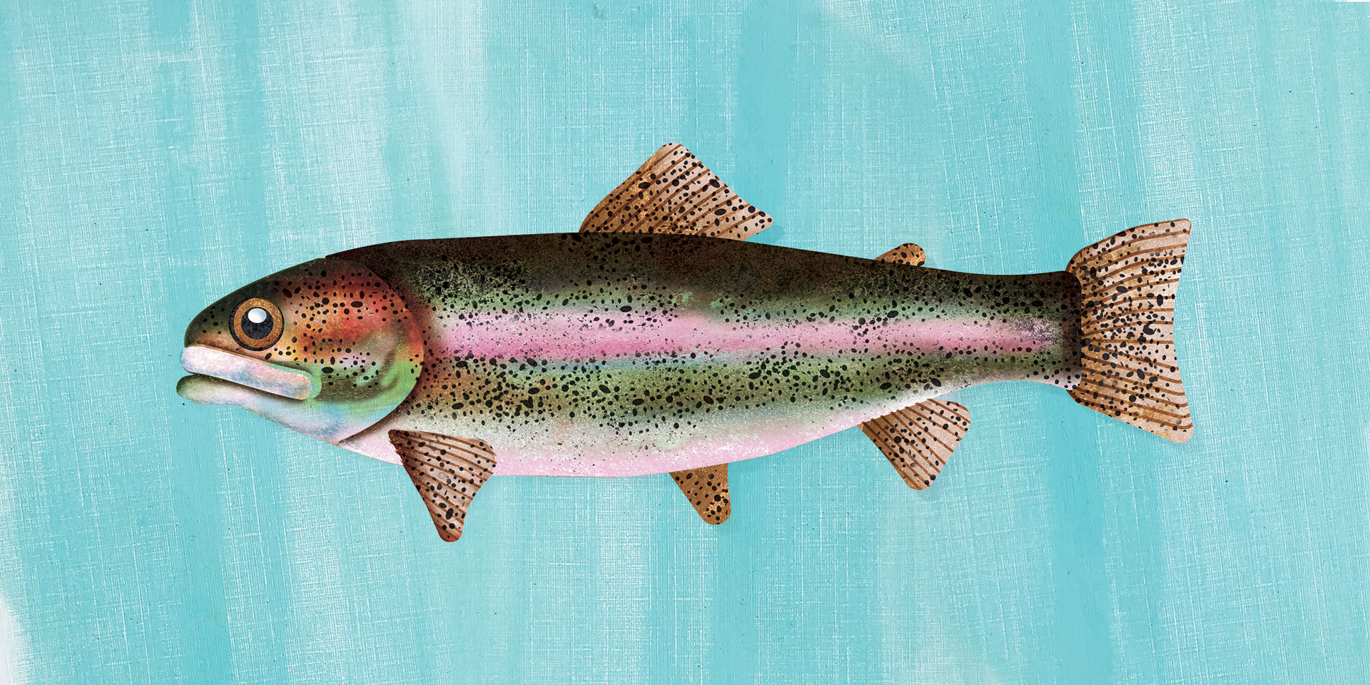 Rainbow Trout