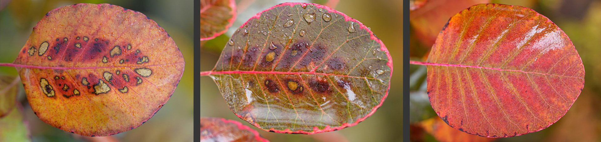 19A29015-16-17 Triptych of Smoke Bush Leaves