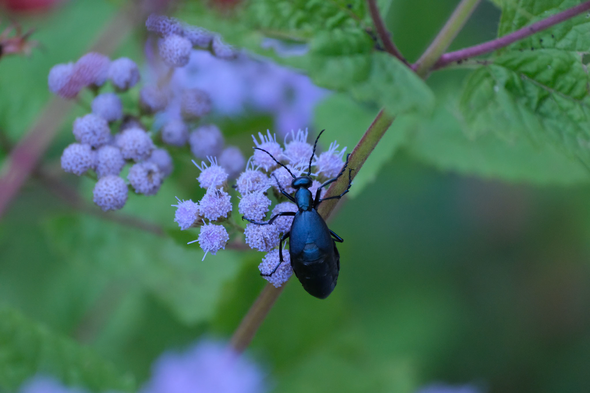 240924-957 Meloe impressus