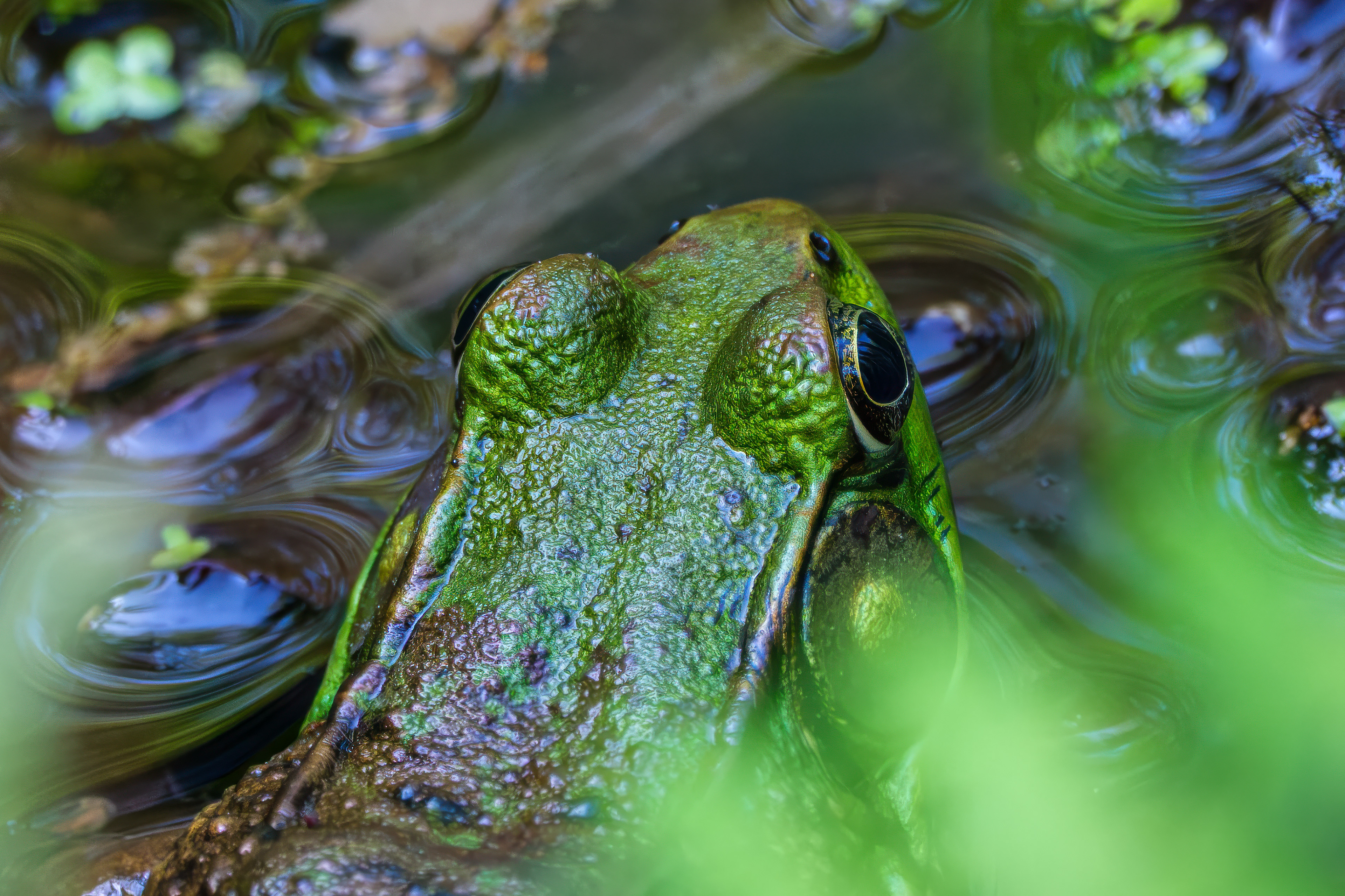 250513-293 Green Frog (Lithobates clamitans)