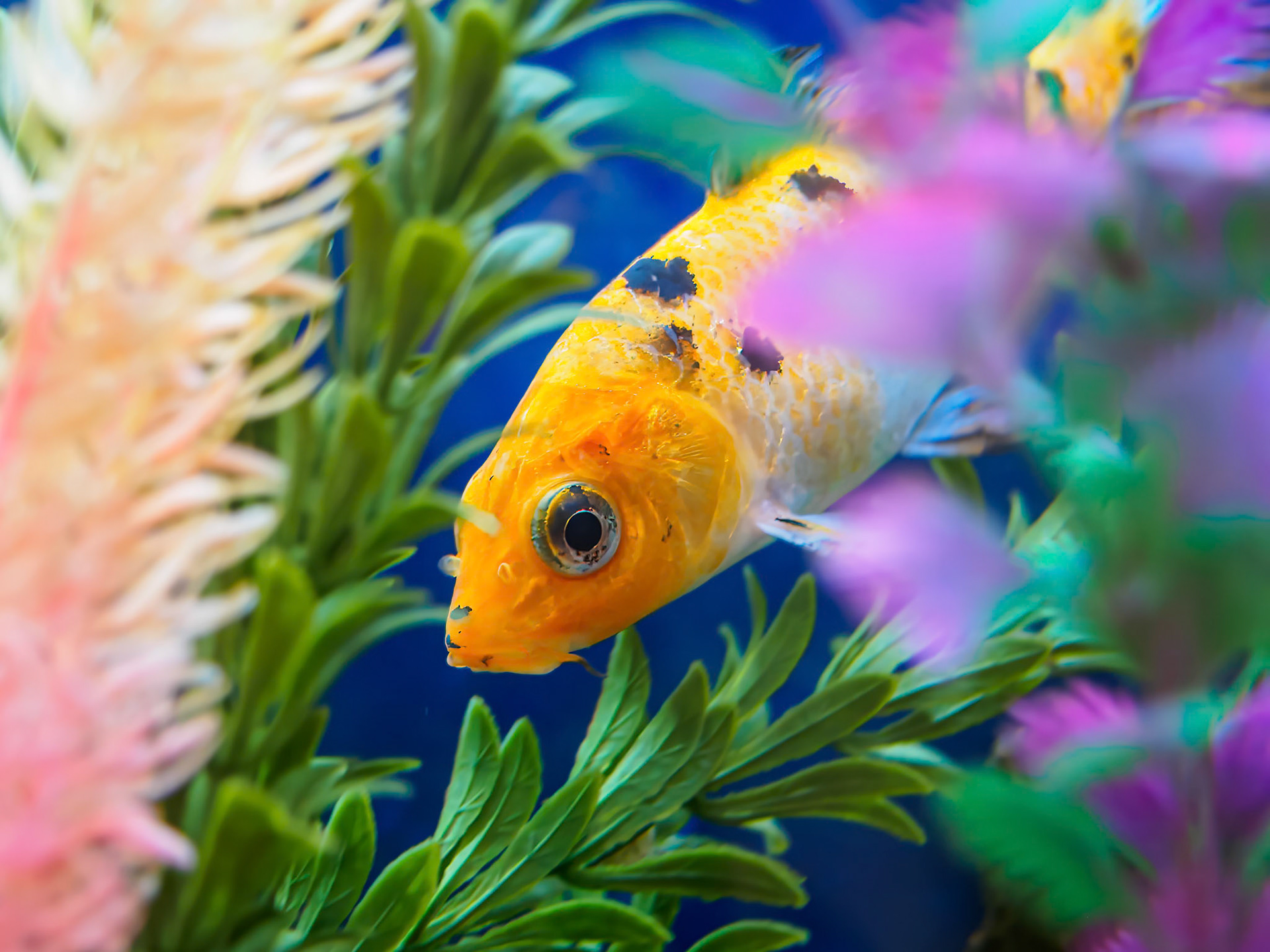 24421-021 Aquarium Fish