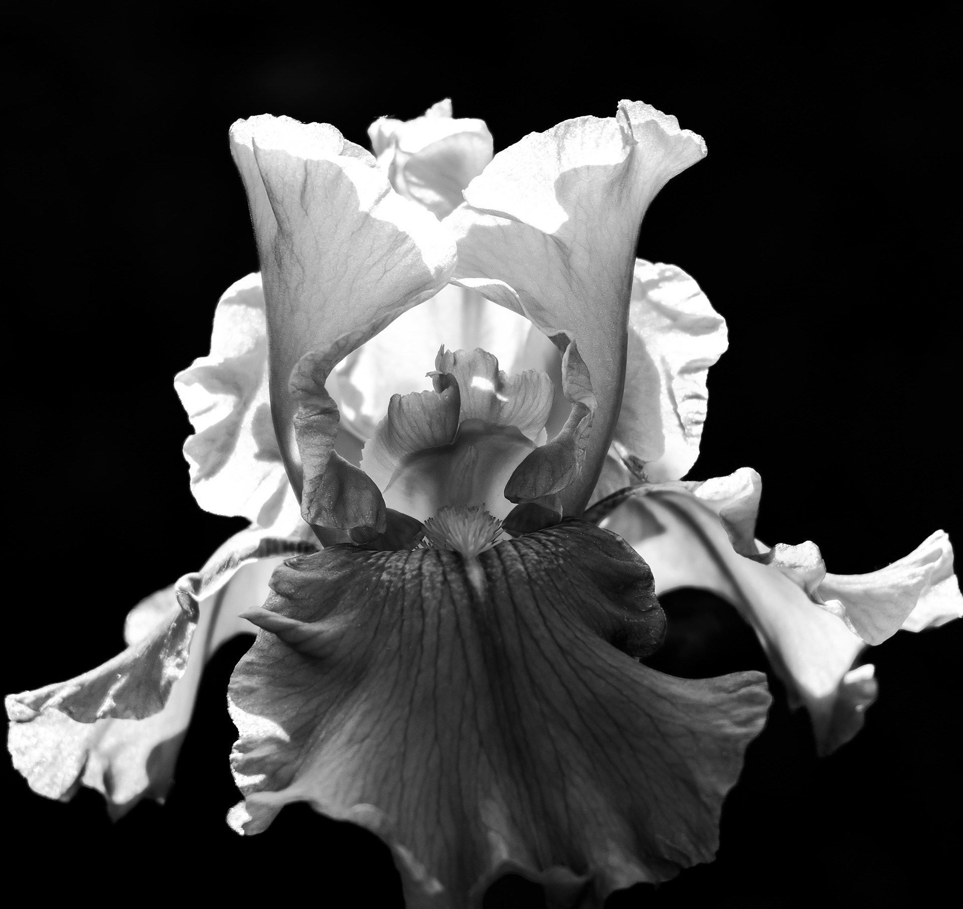 250526-554 Sweet Iris (Iris pallida)