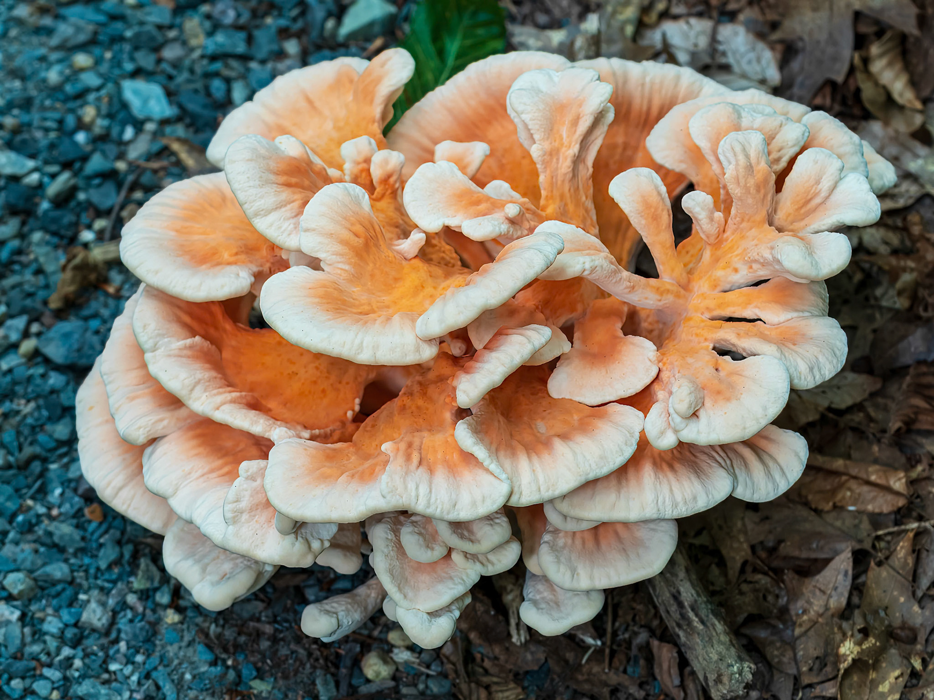 24724-035 Large Fungi