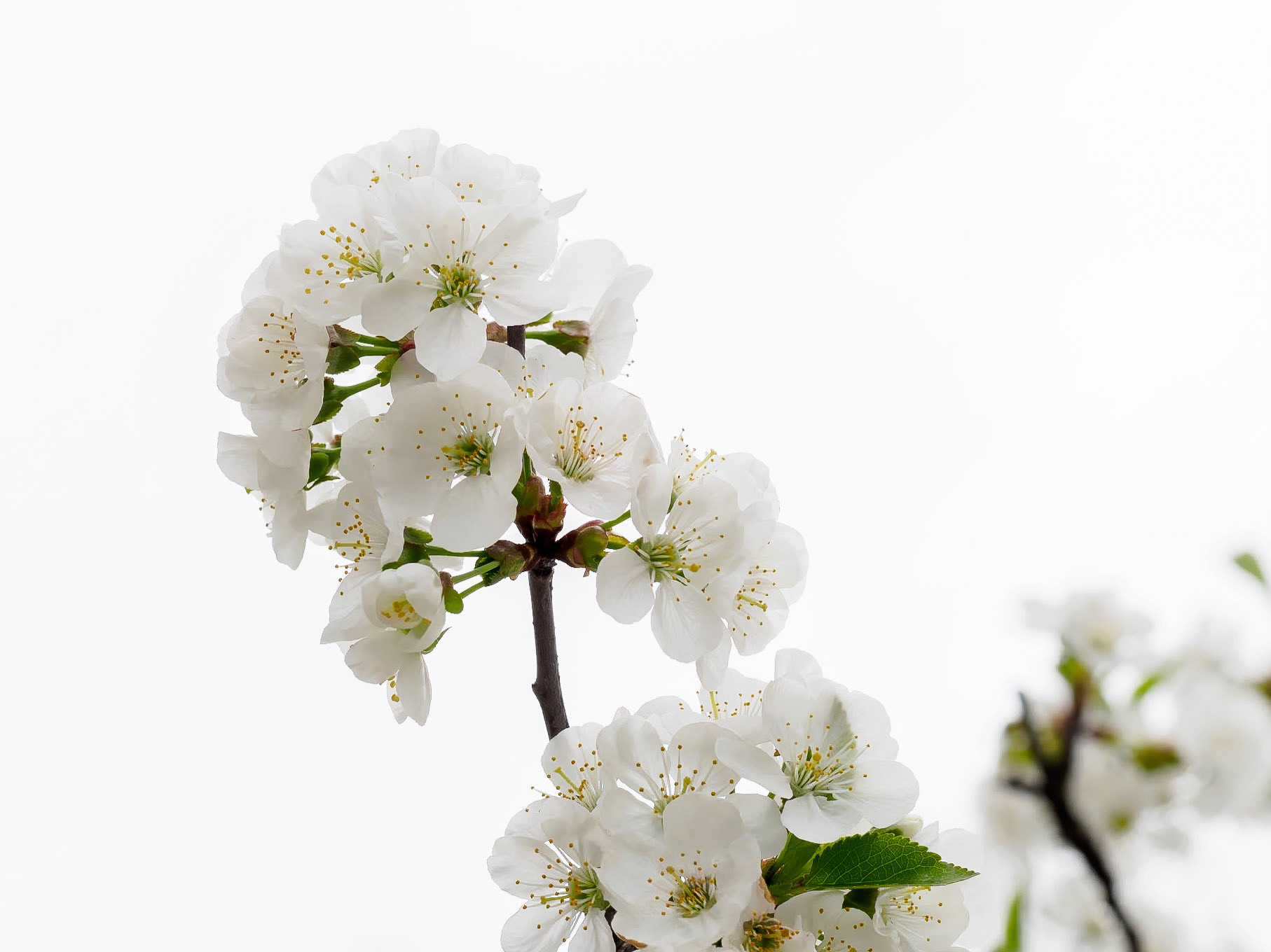 17429017 Cherry Blossoms Against a Cloudy Sky
