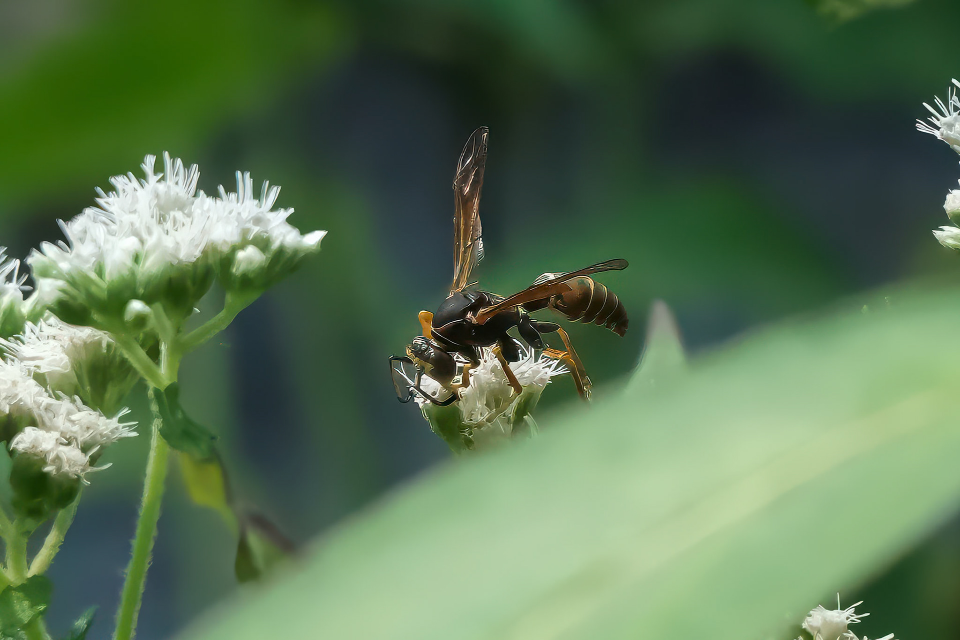 240817-103 Northern Paper Wasp(Polistes fuscatus)