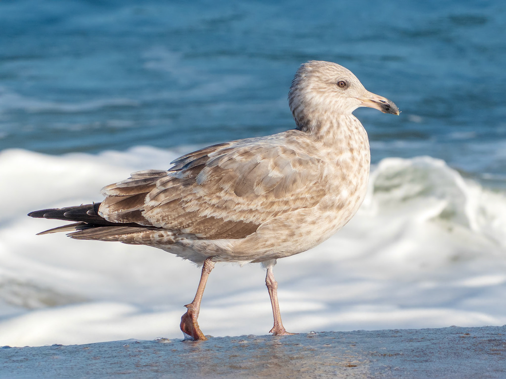 21B08082 Shore Gulls 6
