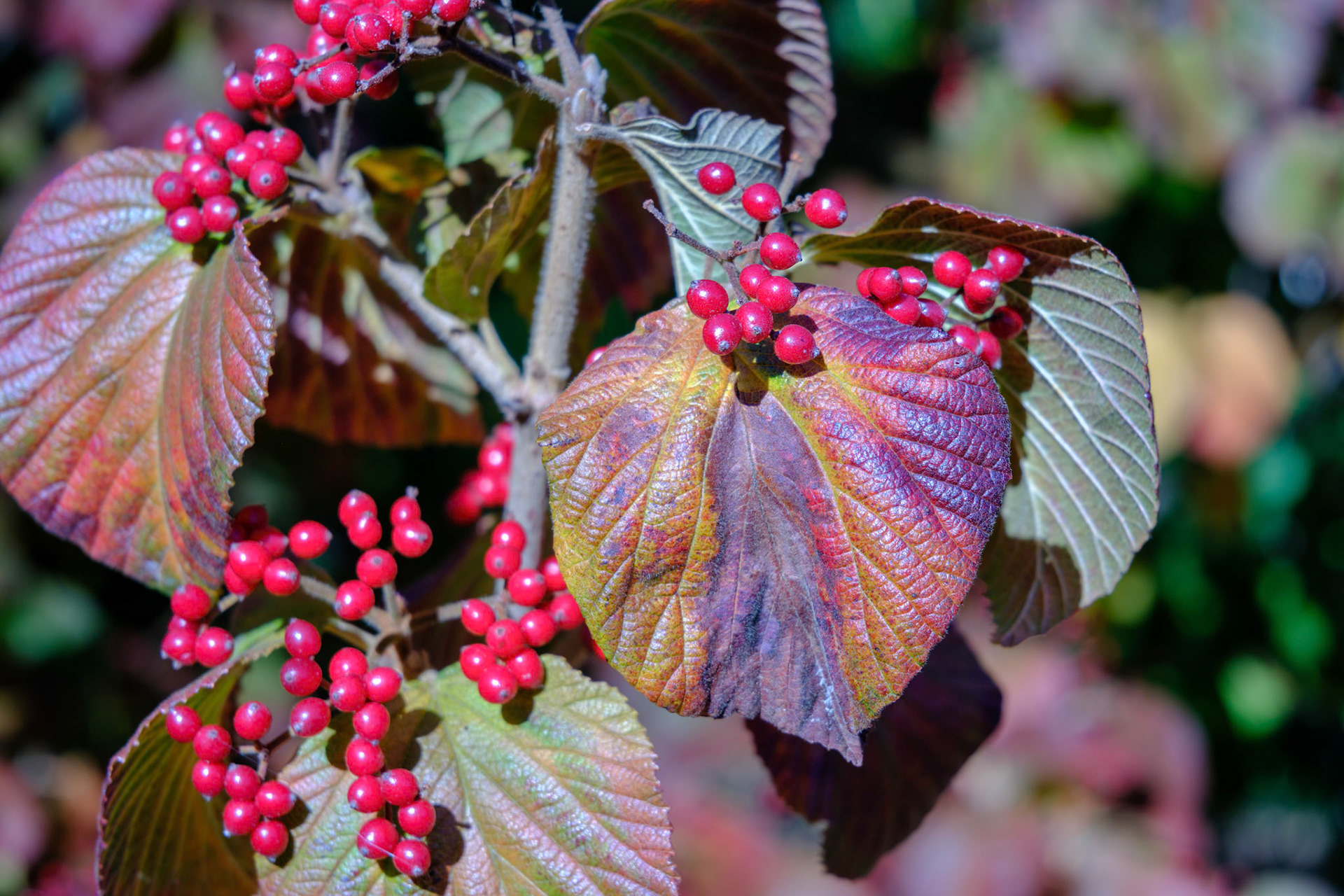 241020-214 Viburnums (Genus Viburnum)