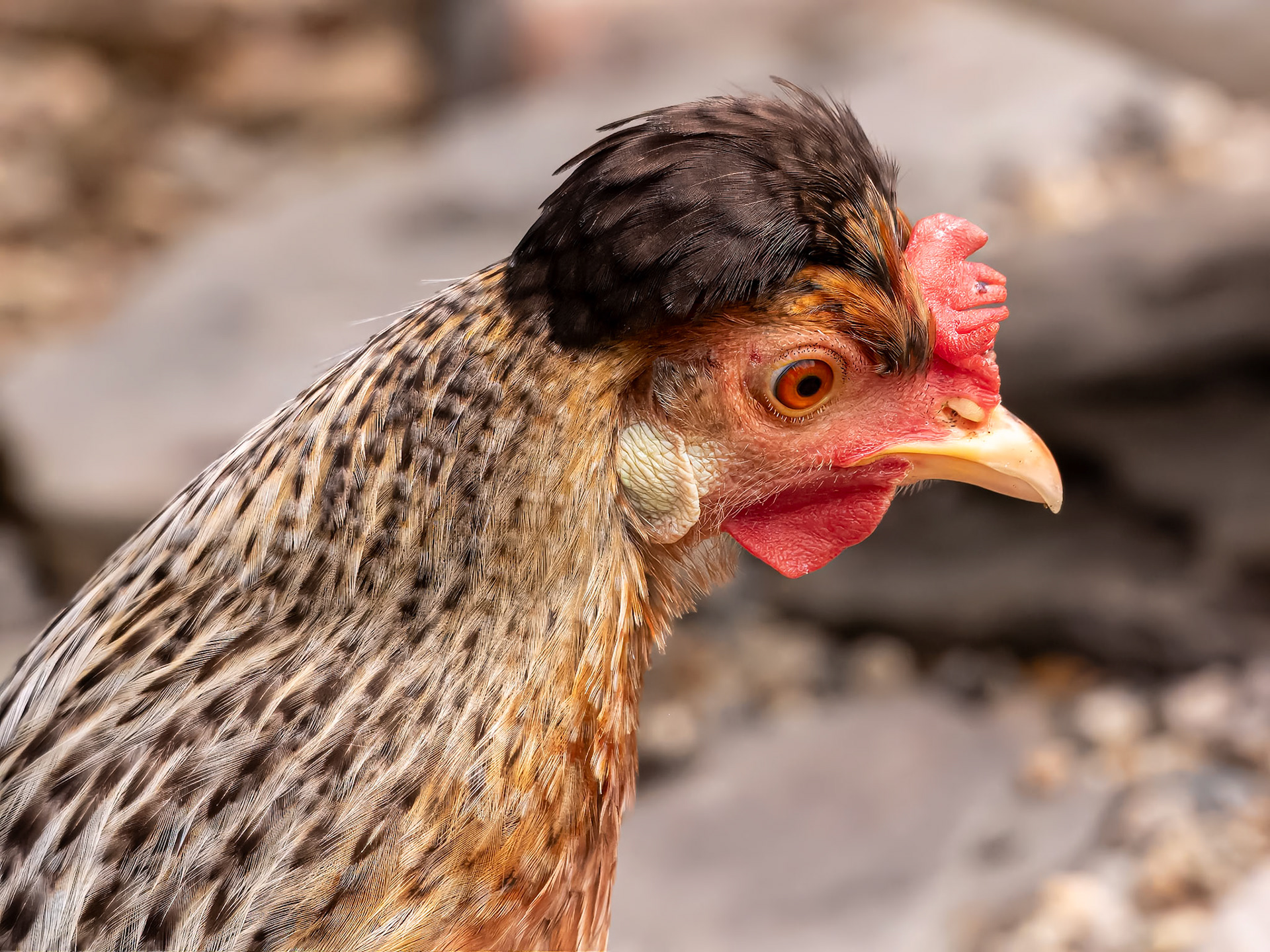 21711079 Why the Face?