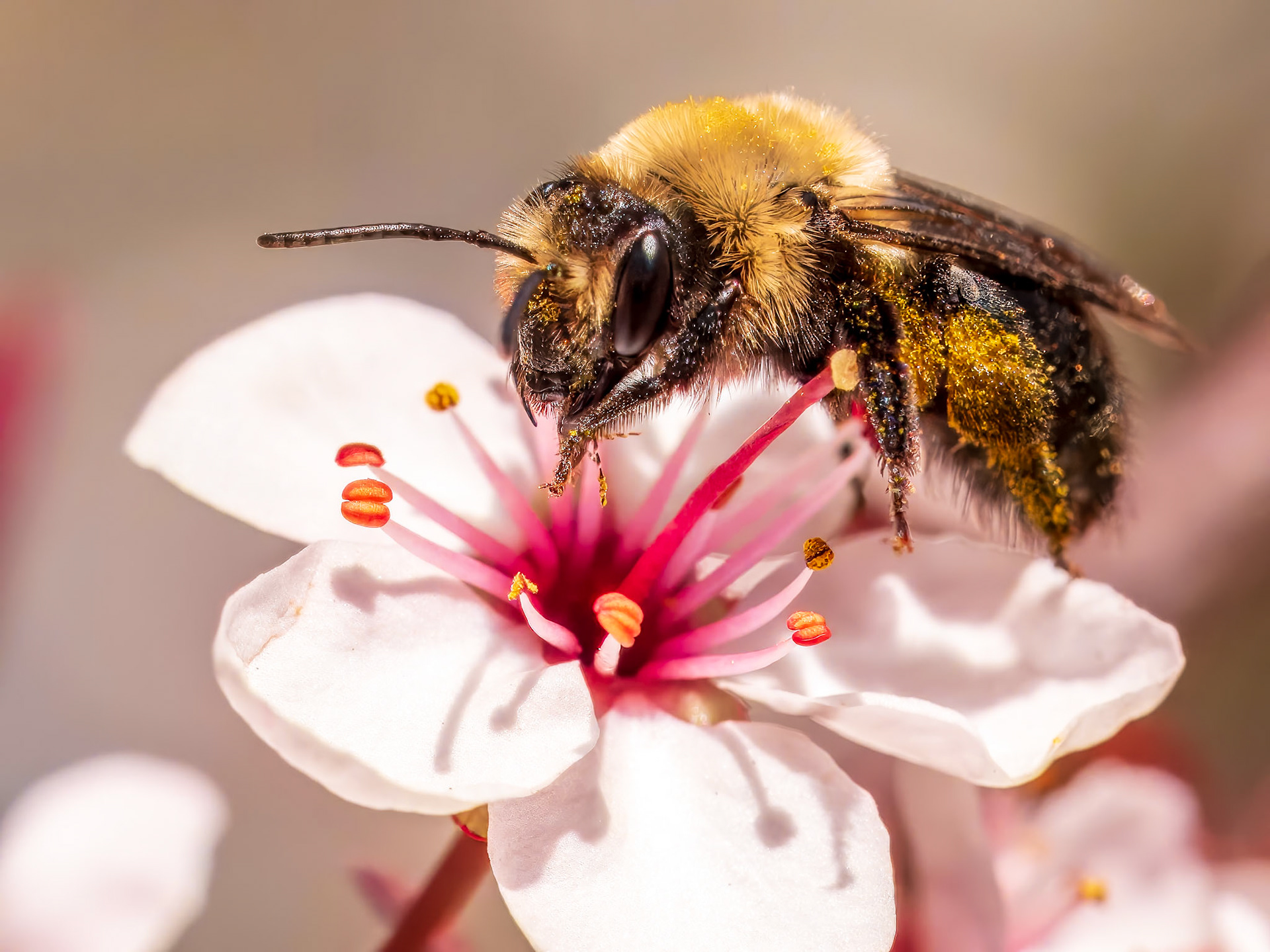 16428049 Busy Bee