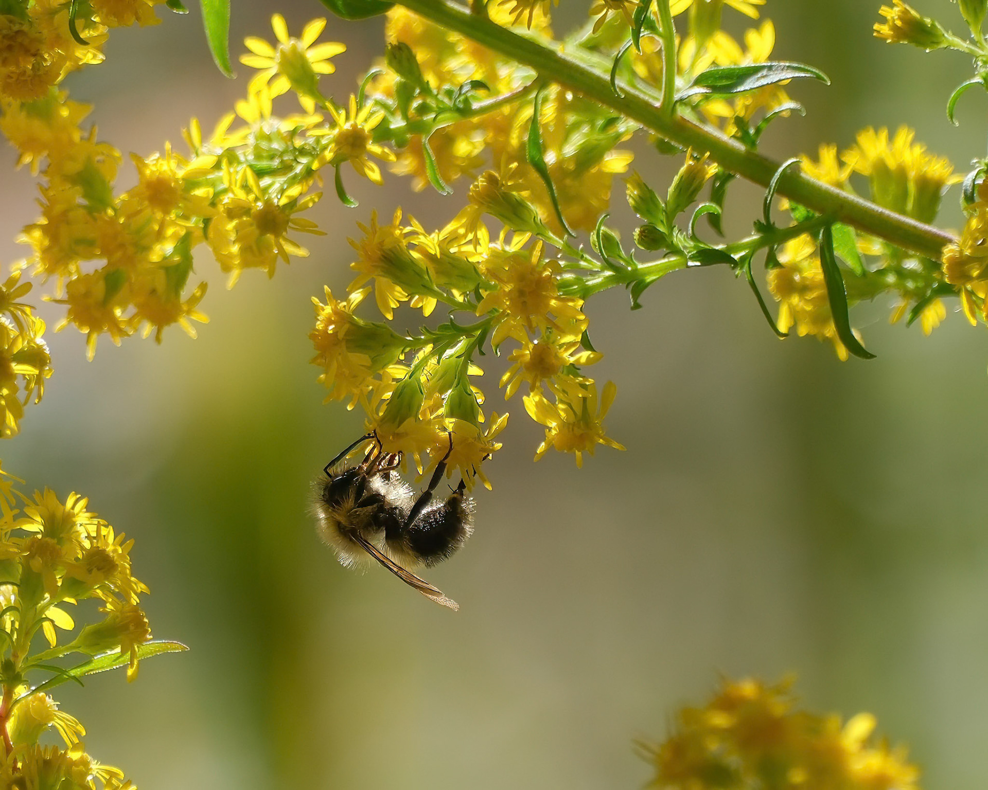 240924-942 Common Eastern Bumble Bee (Bombus impatiens) on Goldenrod