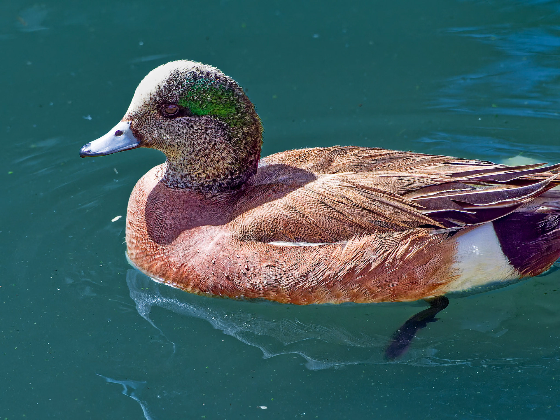 24313207 American Wigeon Male