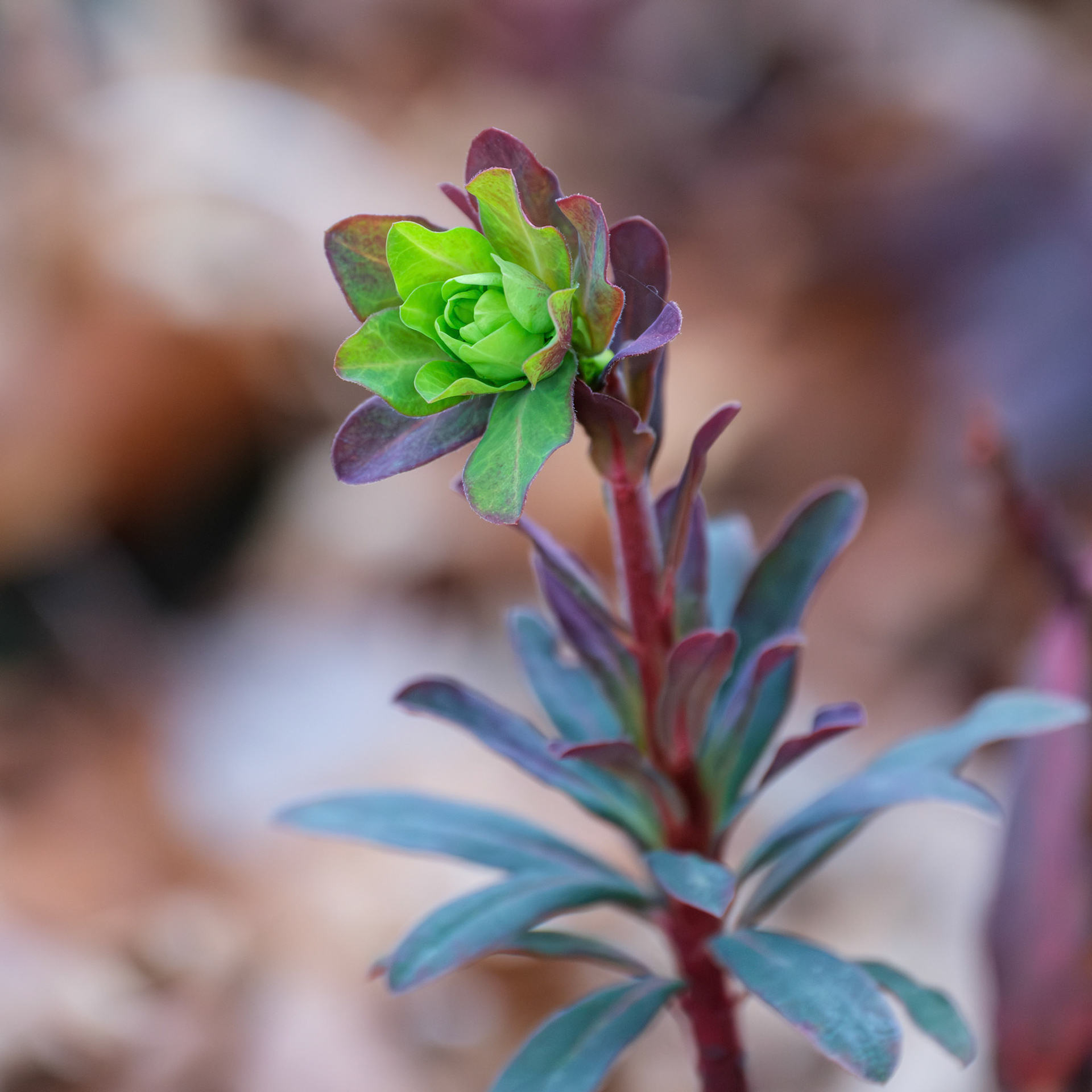 250420-336 Wood Spurge (Euphorbia amygdaloides)