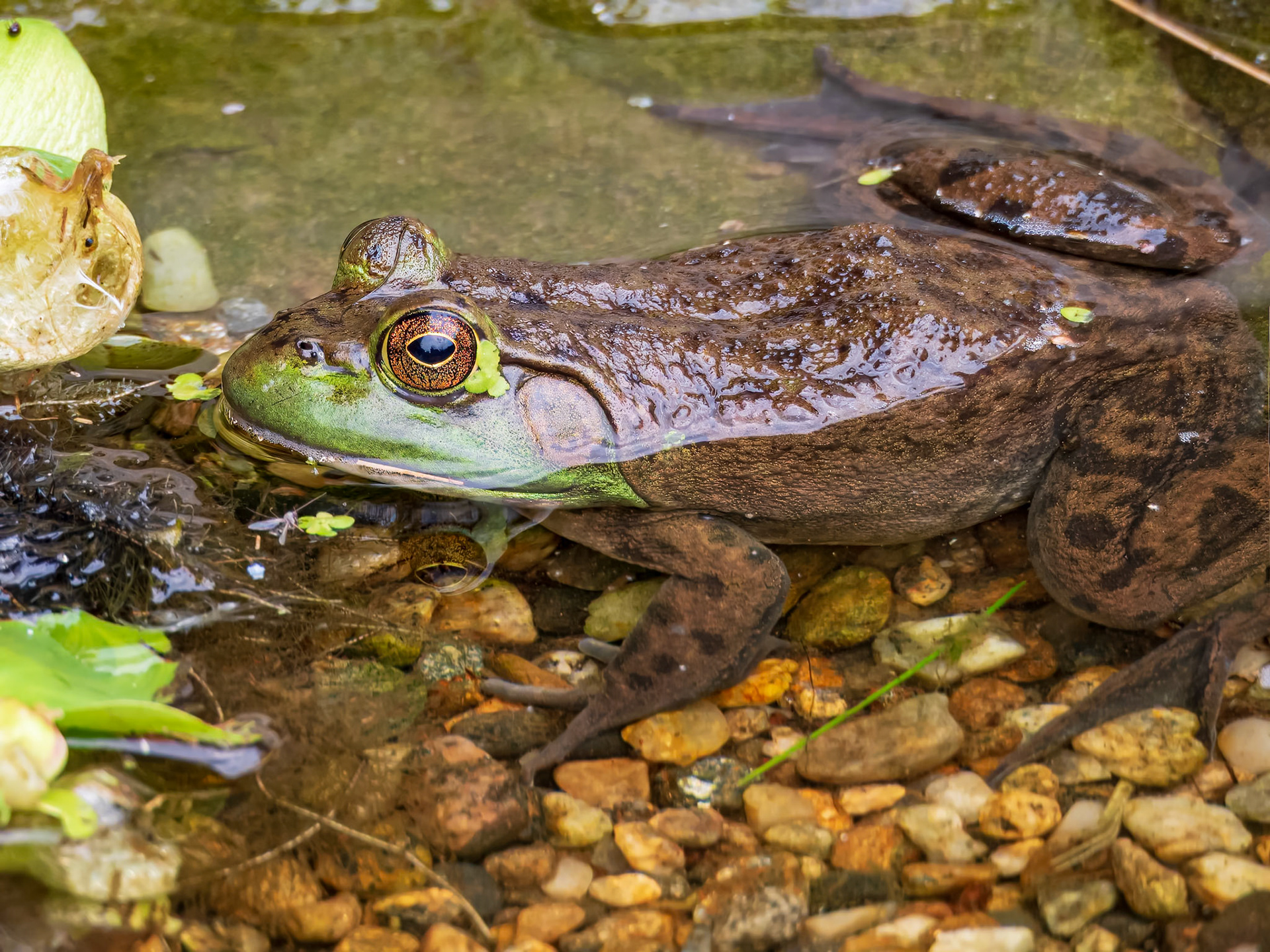 21711051 Ribbit!