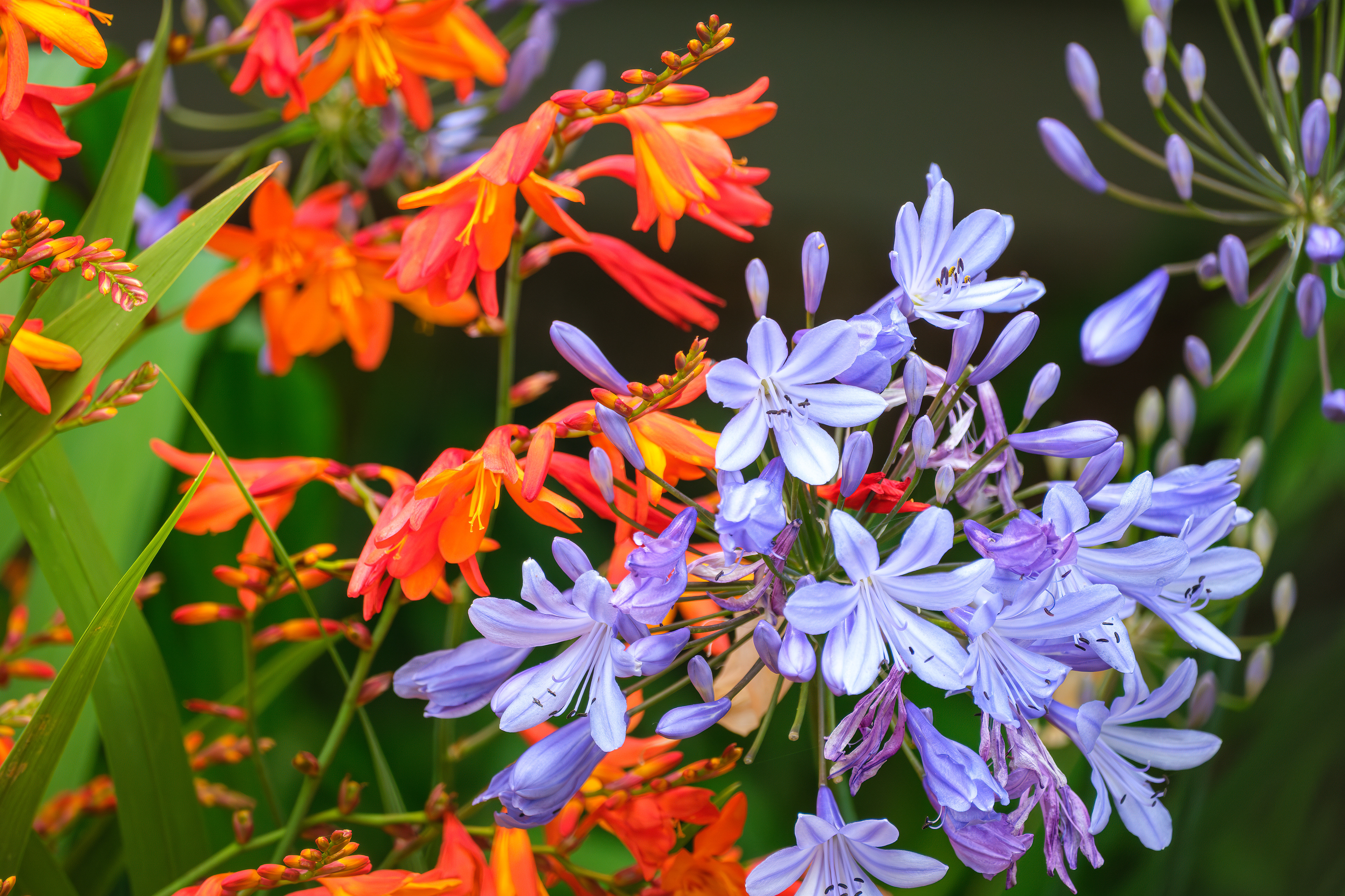 250715-192 Blue Lily (Agapanthus praecox) and Garden Montbretia (Crocosmia × crocosmiiflora)