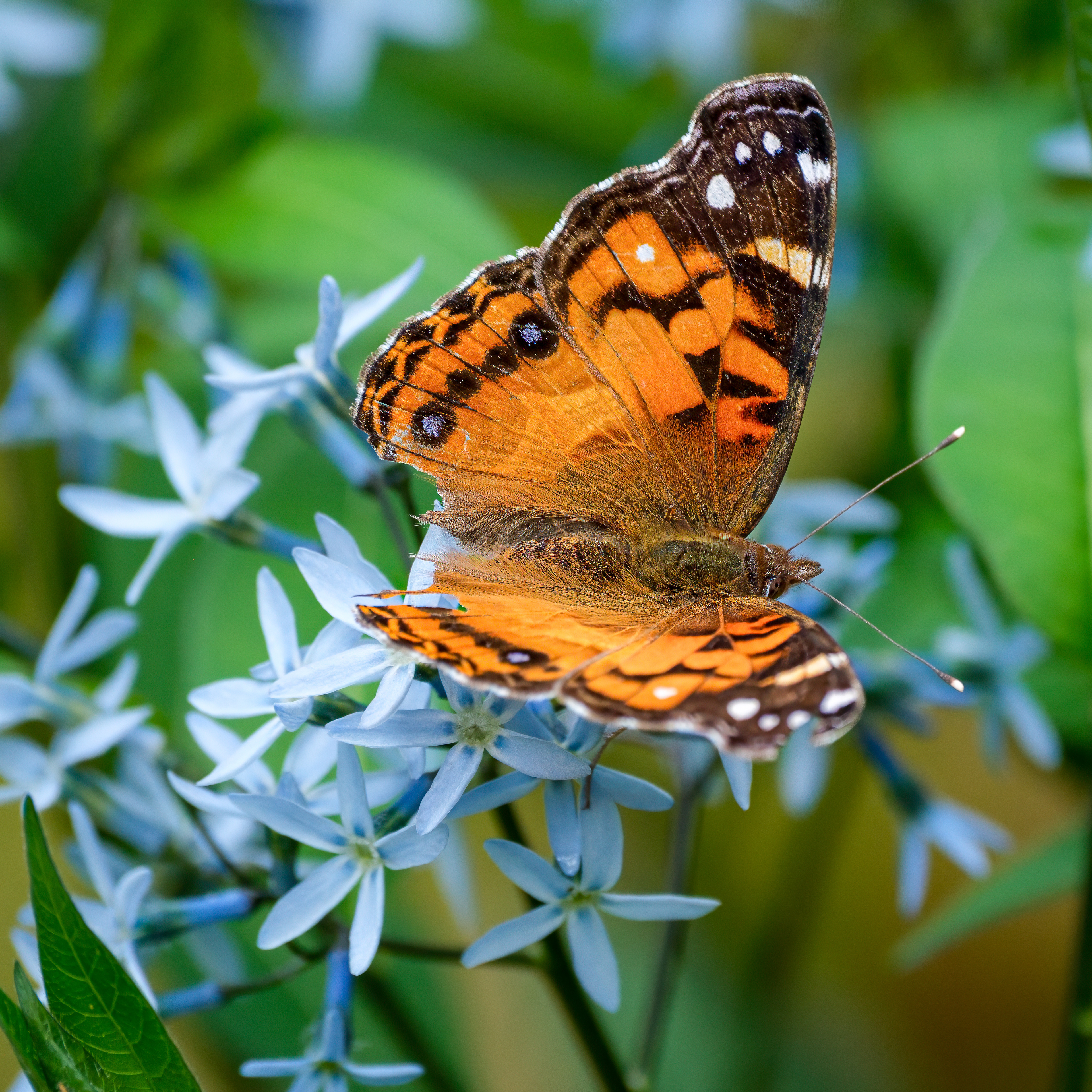 250504-157 American Lady (Vanessa virginiensis) on Eastern Bluestar (Amsonia tabernaemontana)