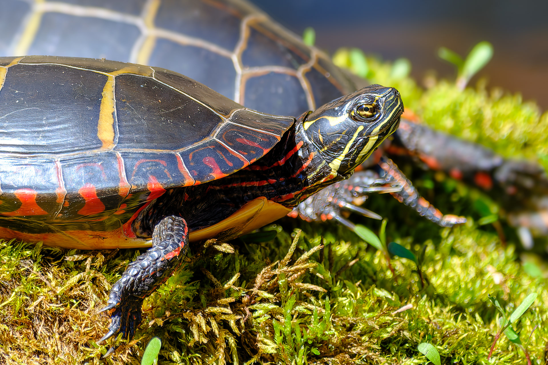 260427-240 Painted Turtle (Chrysemys picta)