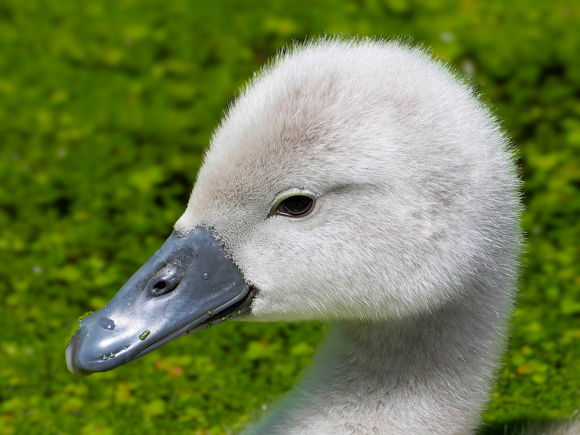 15617324 Young Swan 1