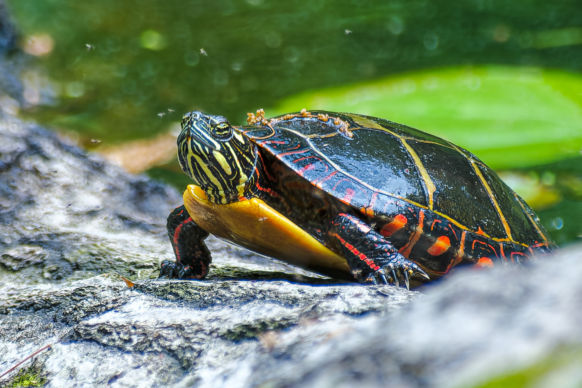 250518-458 Painted Turtle (Chrysemys picta)