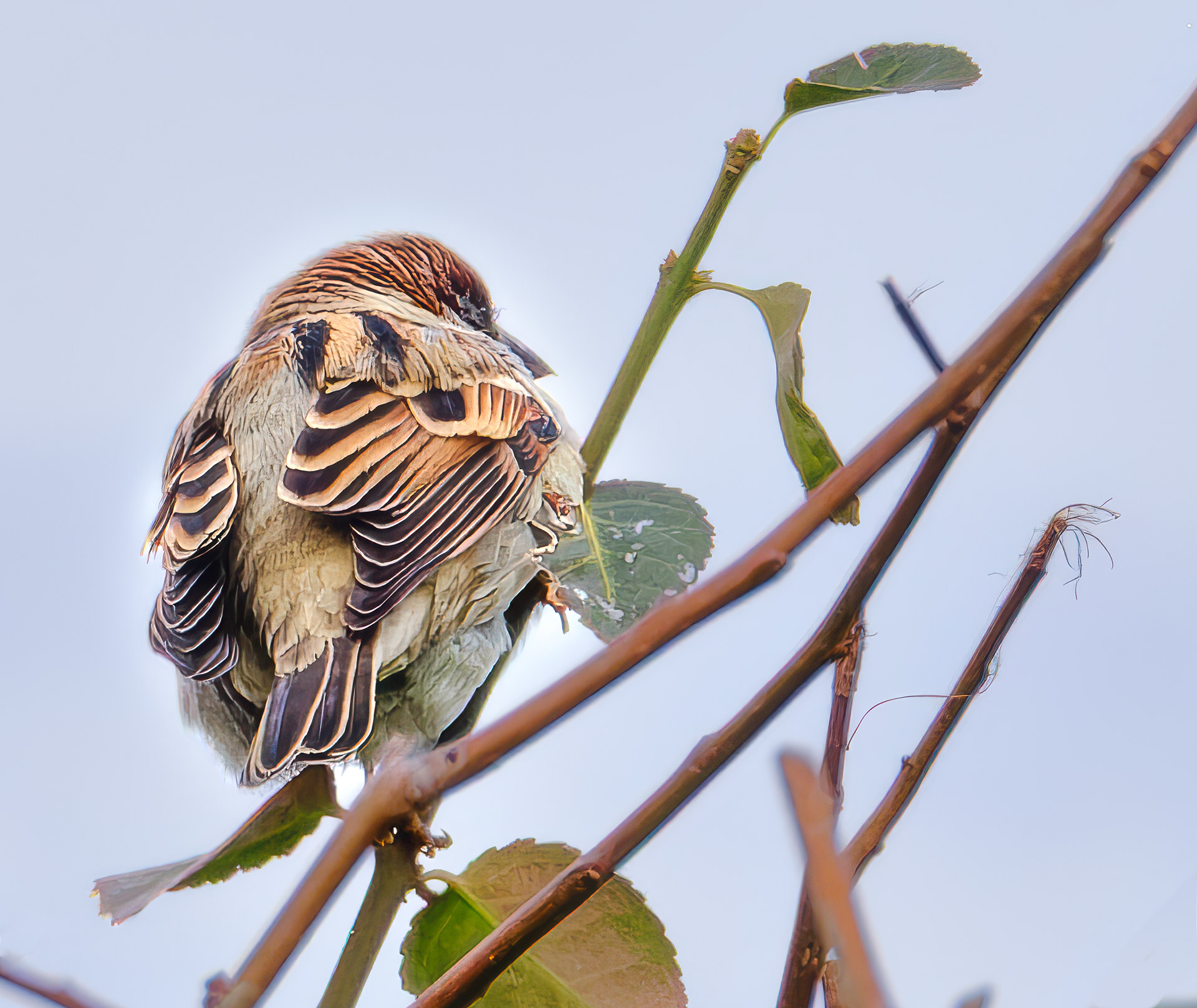 251109-305 House Sparrow