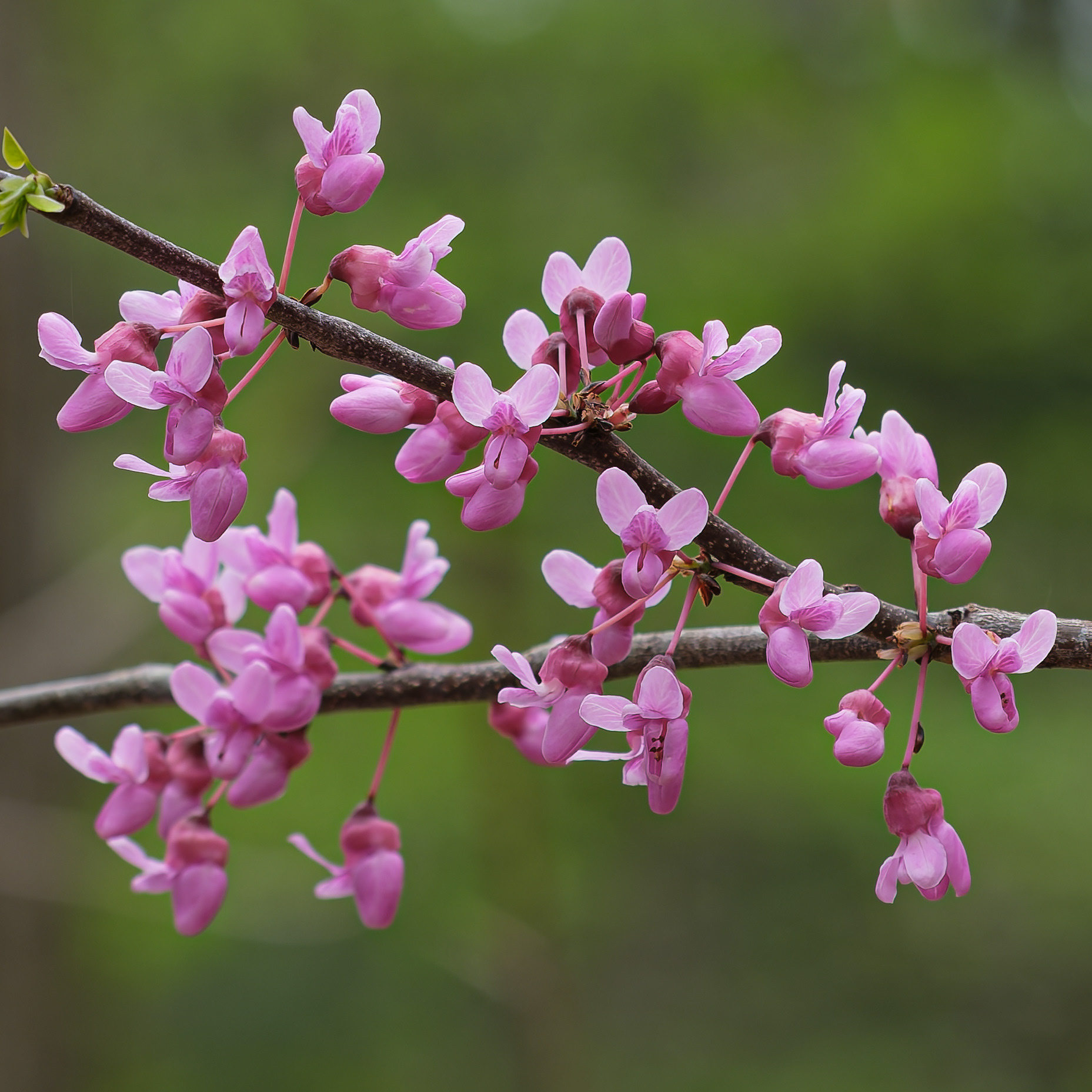 260506-416 Eastern Redbud (Cercis canadensis)