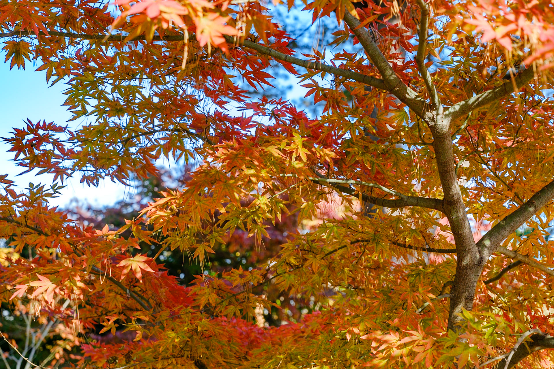 241020-234 Colors of the Season