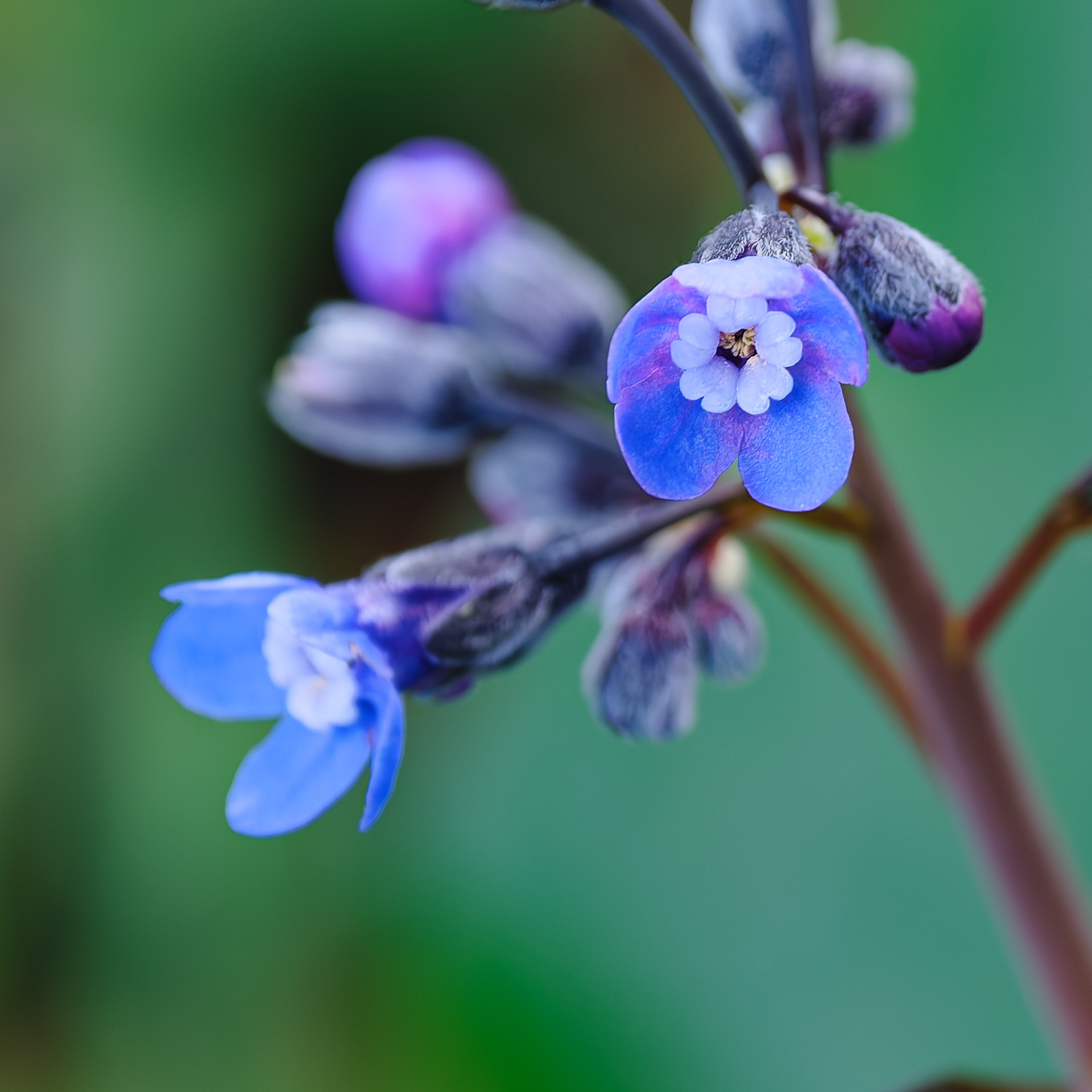 260213-629 Hound's Tongue (Adelinia grandis)