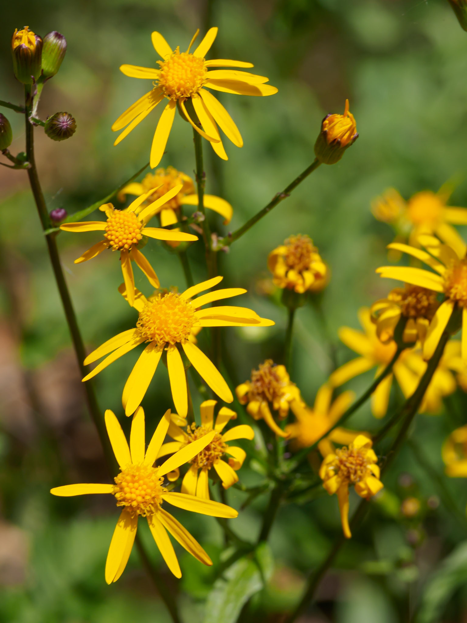 24525-006 Groundsel
