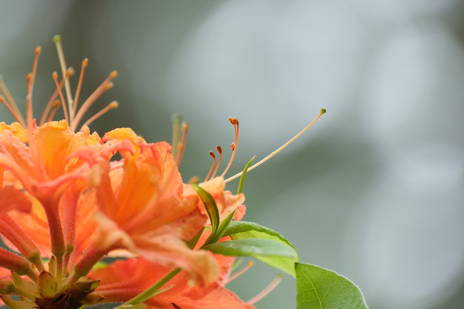 250518-490 Flame Azalea (Rhododendron calendulaceum)