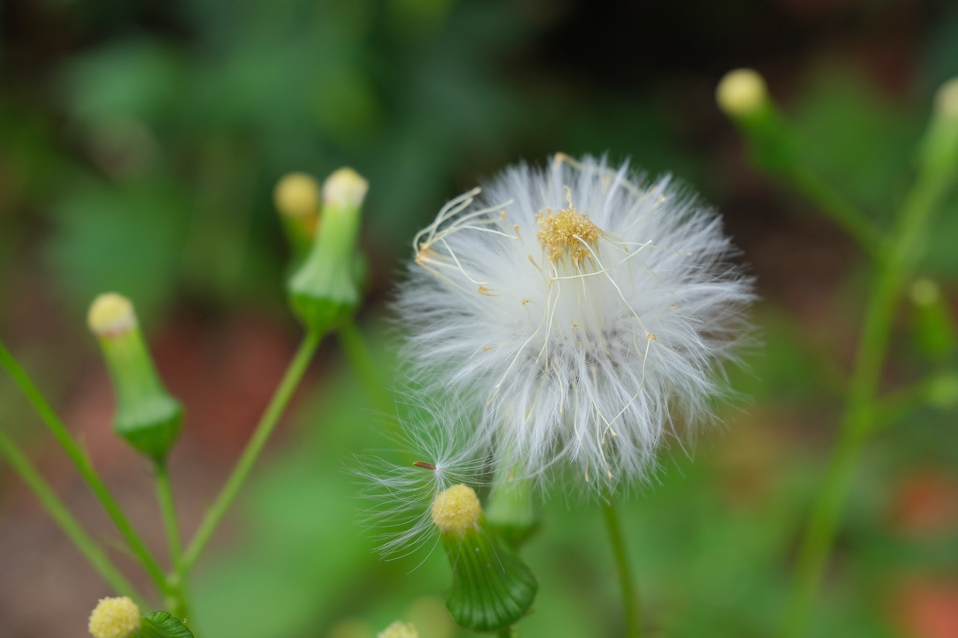 240909-568 American Burnweed (Erechtites hieraciifolius)