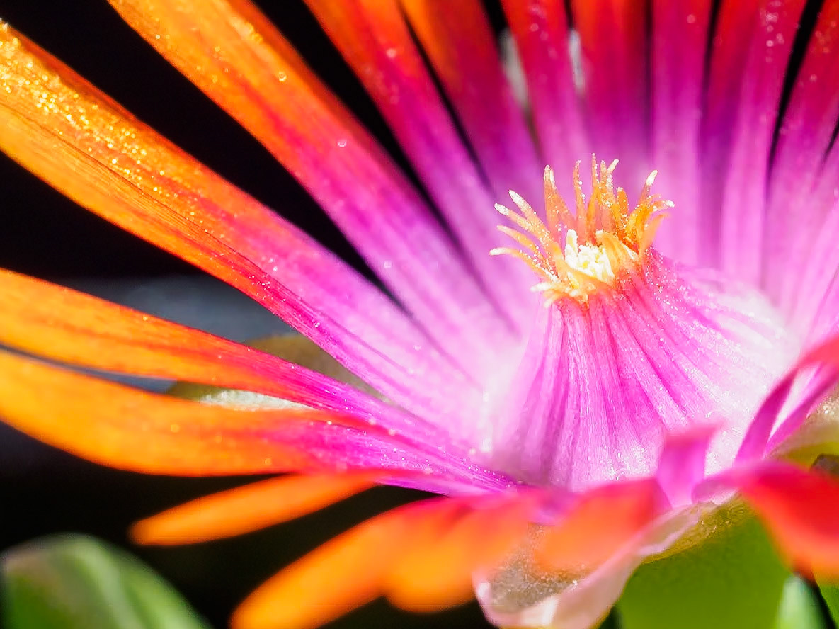 17512126 Fire Spinner