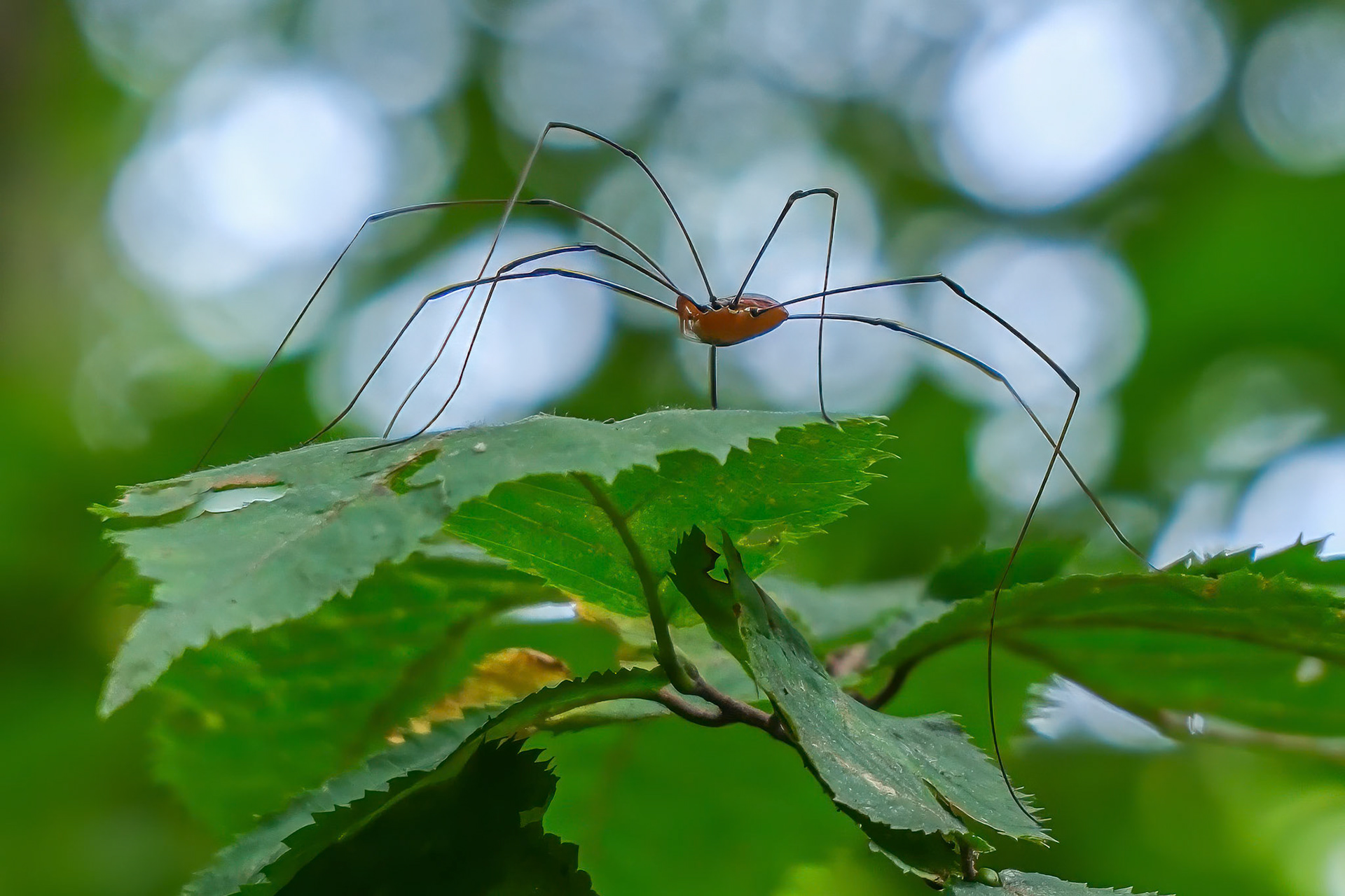 240817-083 Leiobunum (a member of Sclerosomatid Harvestmen)