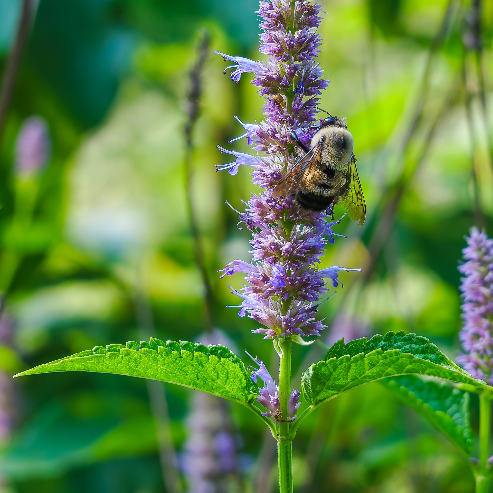 250809-531 Brown-belted Bumble Bee (Bombus griseocollis) atop Purple Giant Hyssop (Agastache scrophulariifolia)