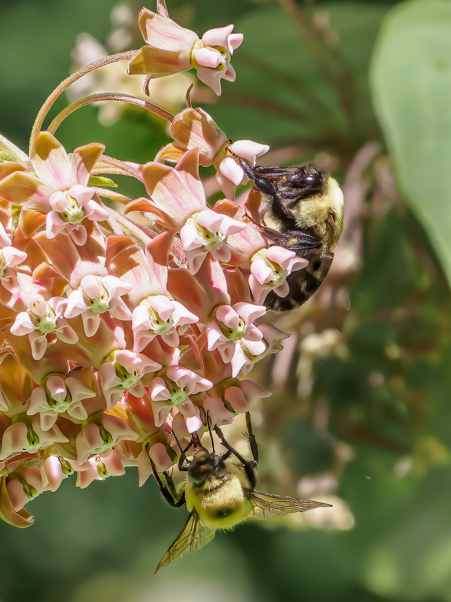 24624-012 Two Bumblebees on Common Milkweed