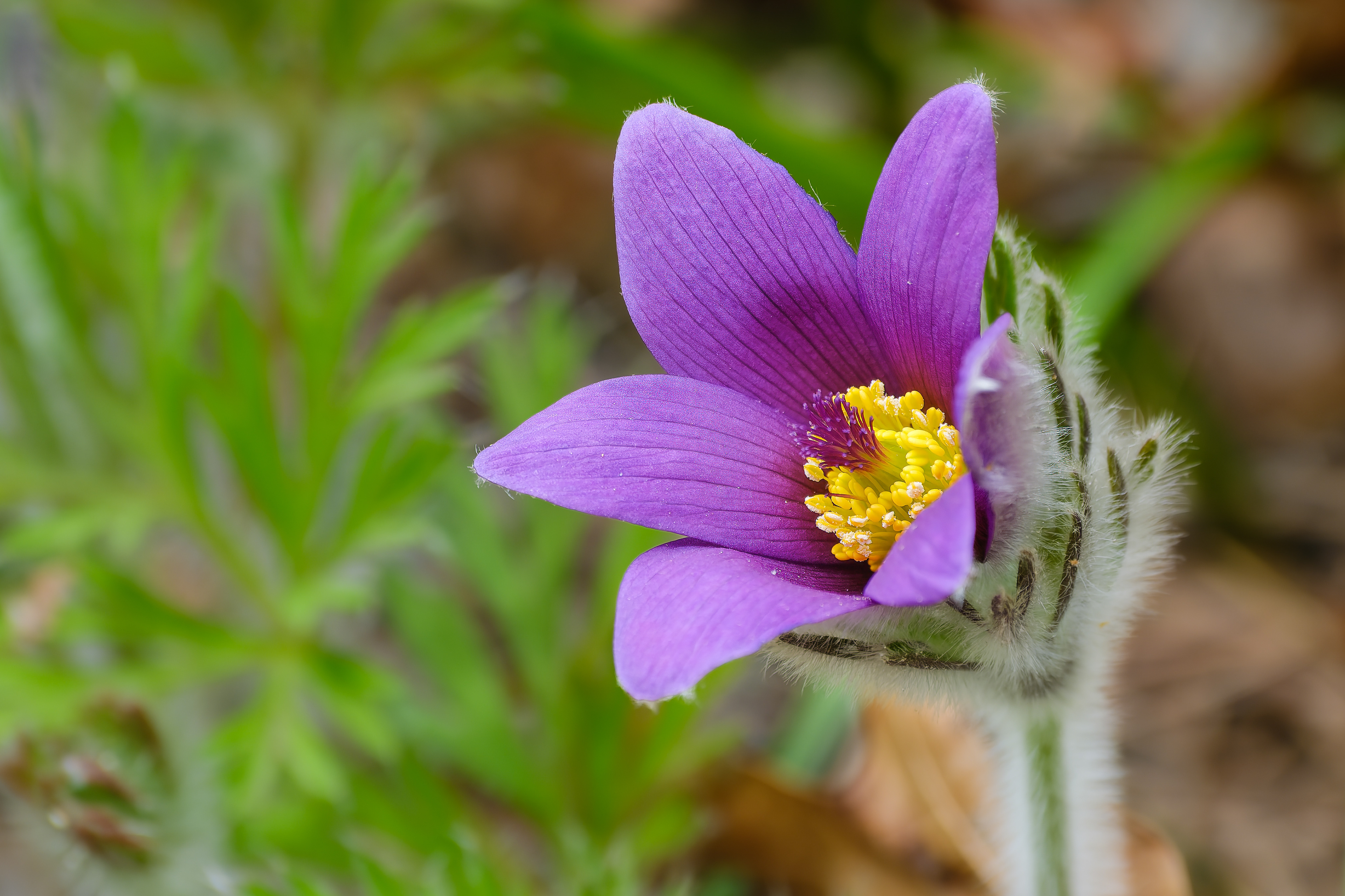 260506-384 European Pasqueflower (Pulsatilla vulgaris)