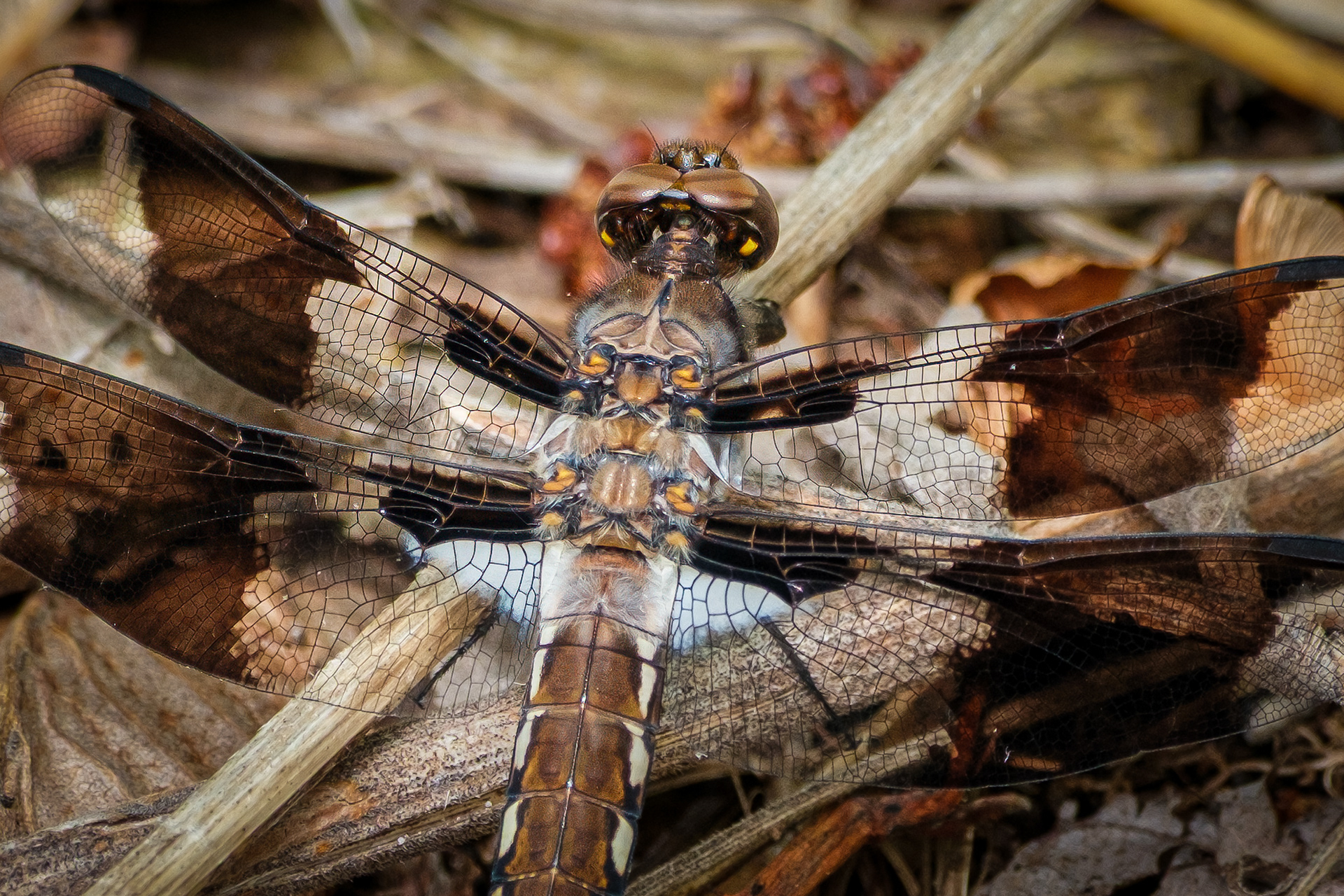 250518-422 Common Whitetail (Plathemis lydia)