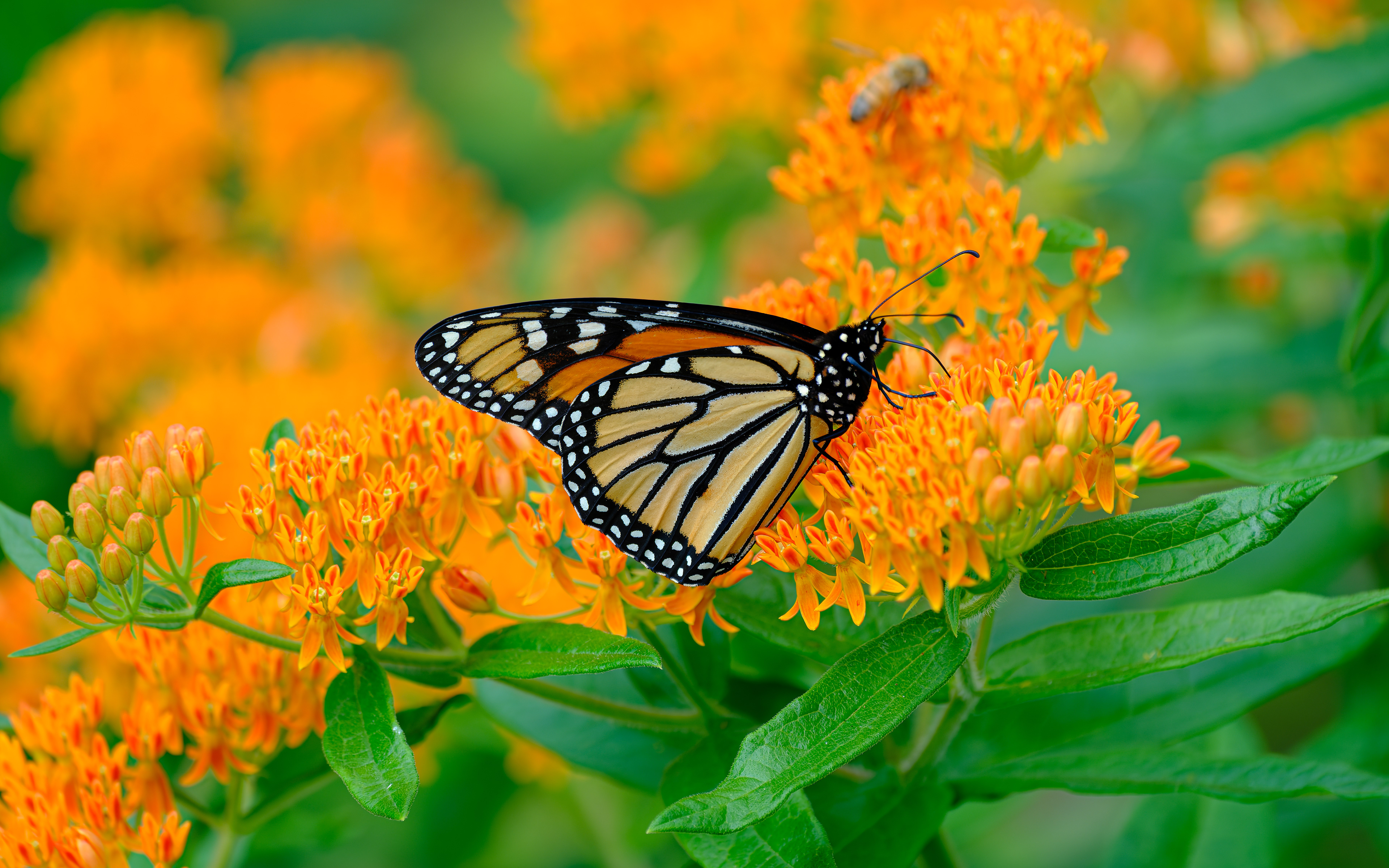 260705-746 Monarch (Danaus plexippus)