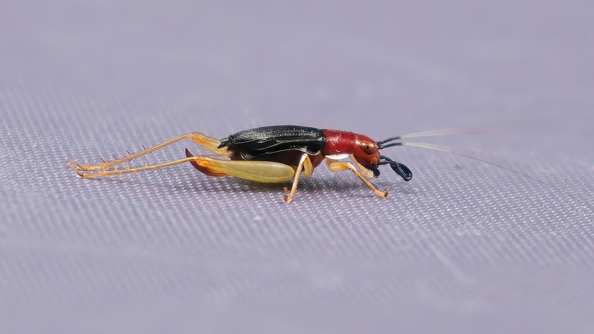240817-022 Red-headed Bush Cricket (Phyllopalpus pulchellus)