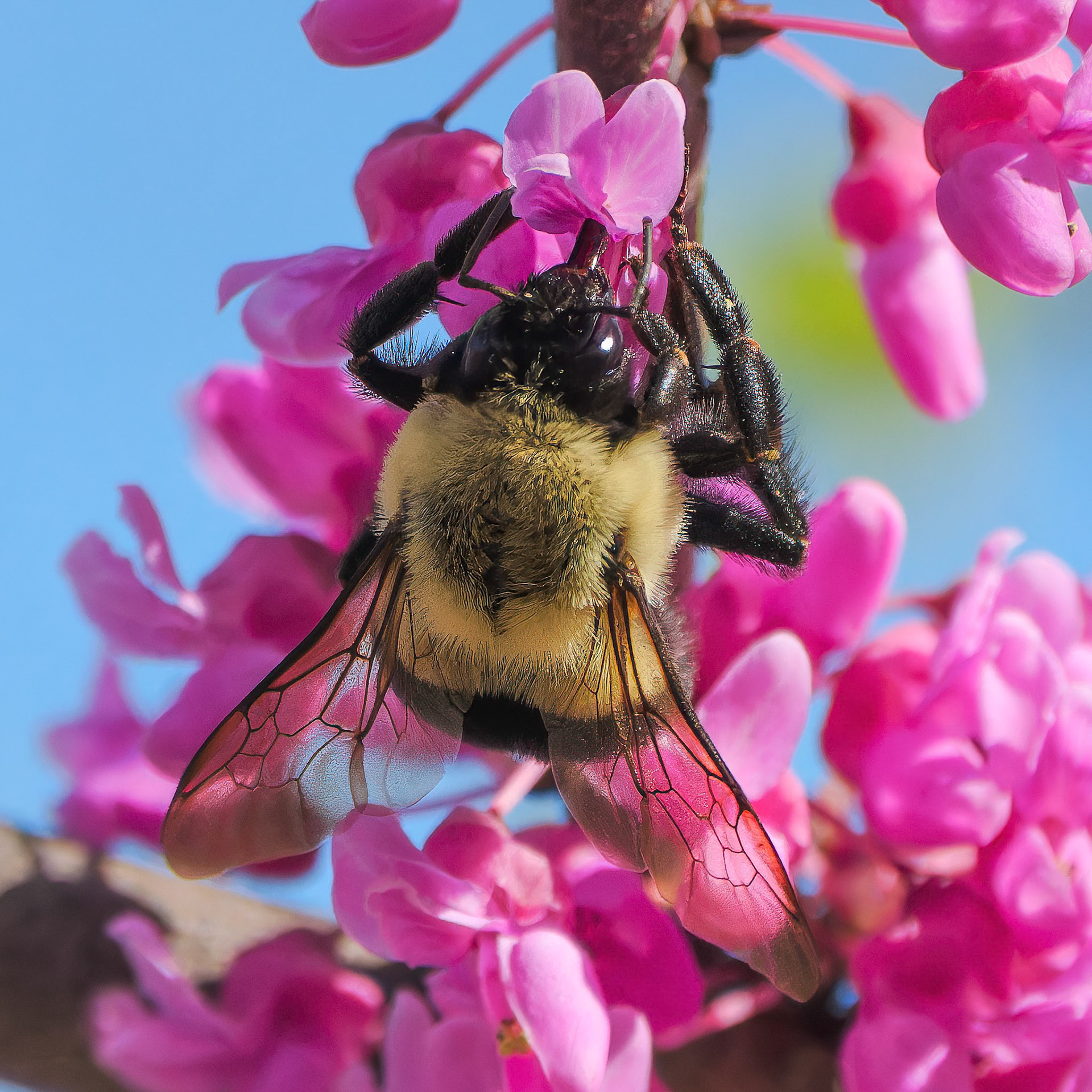 250430-027 Common Eastern Bumble Bee (Bombus impatiens)
