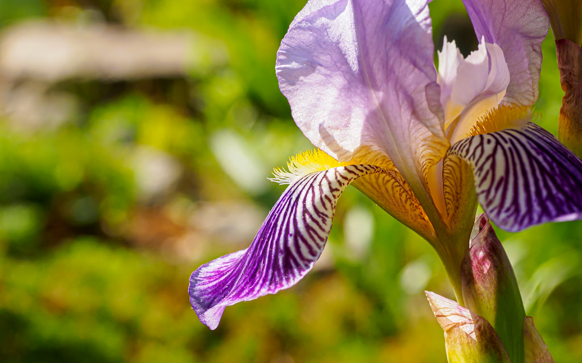 20603011 Profile Wave