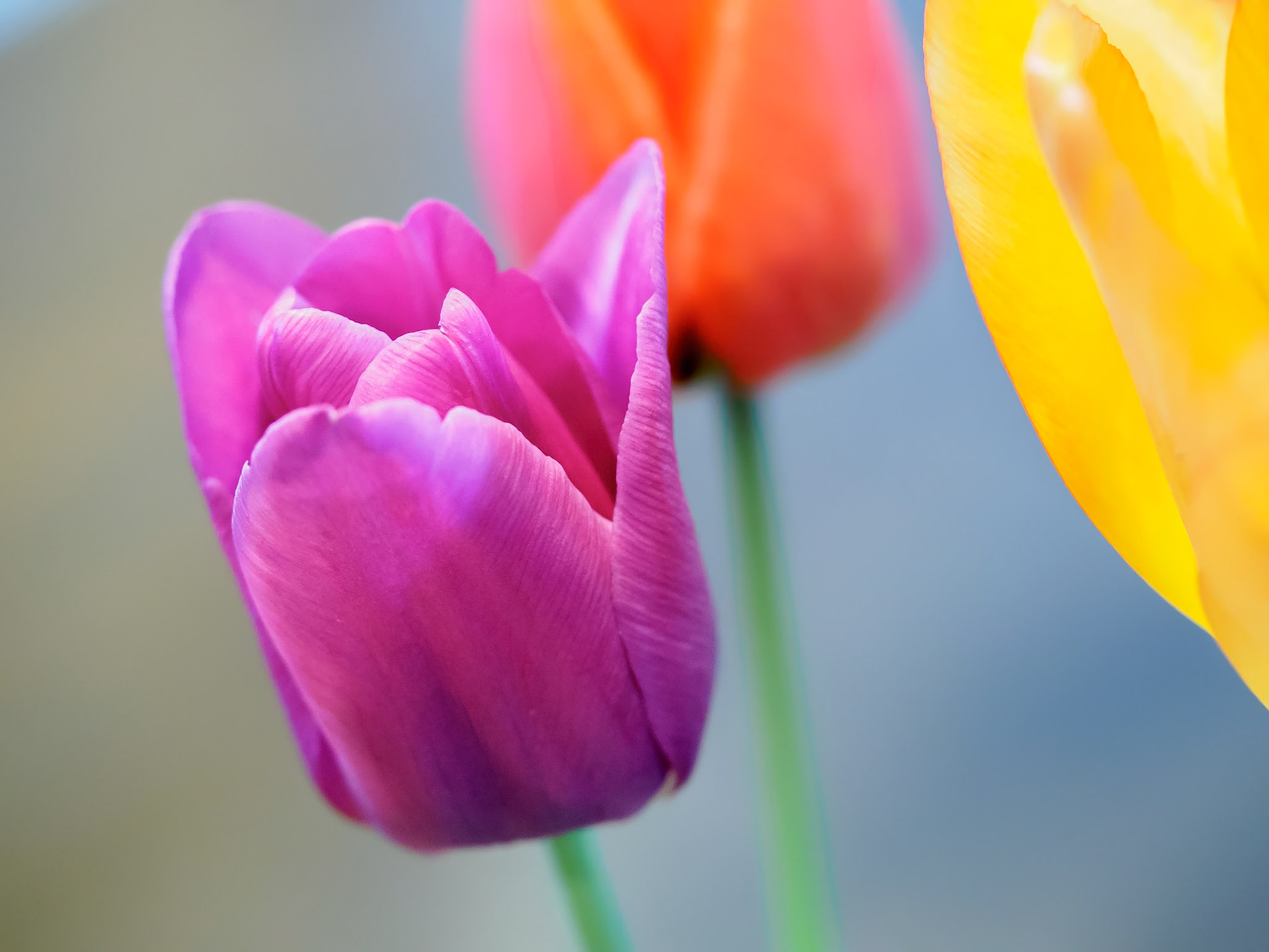 17429005 Tulip Colors