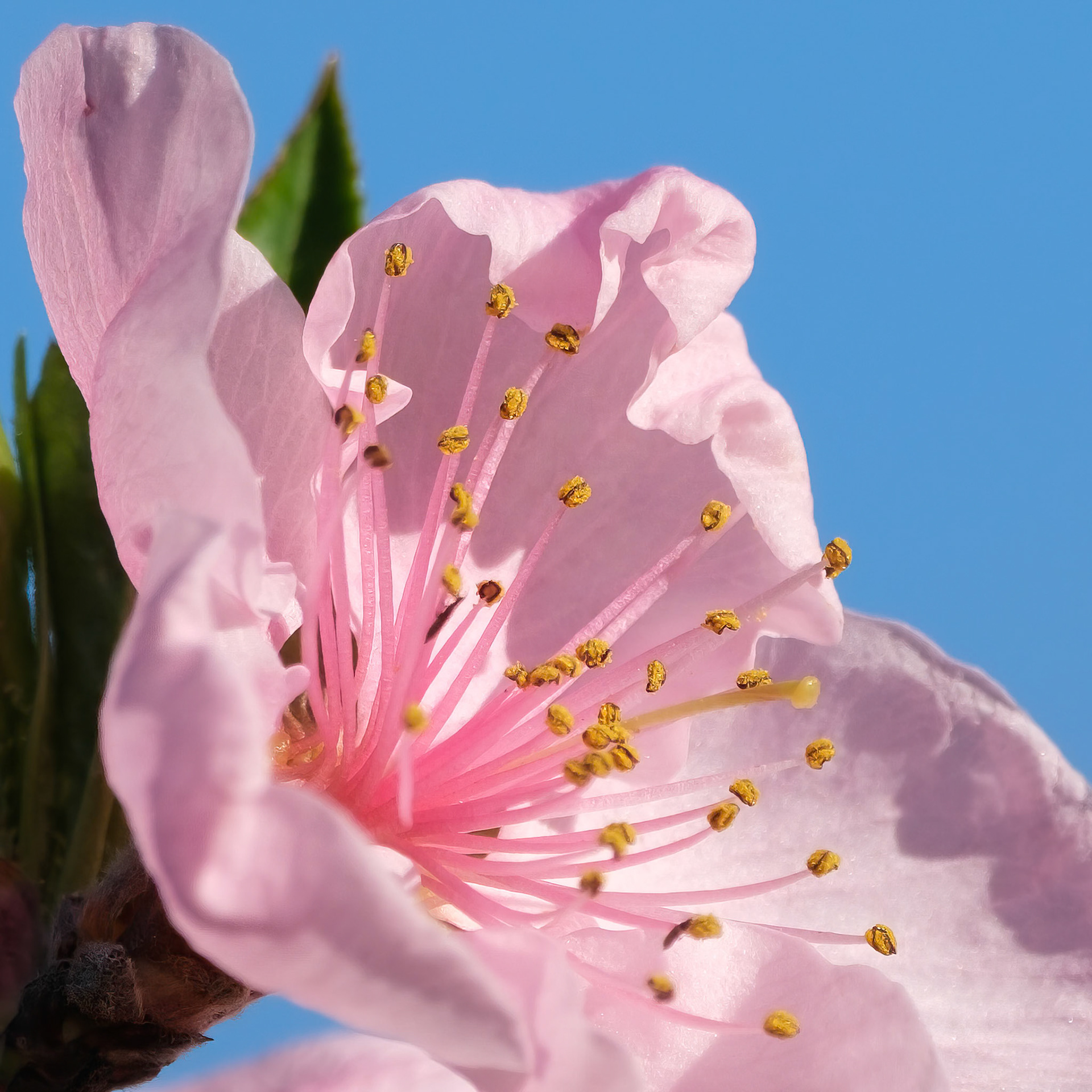 250420-340 Peach (Prunus persica)