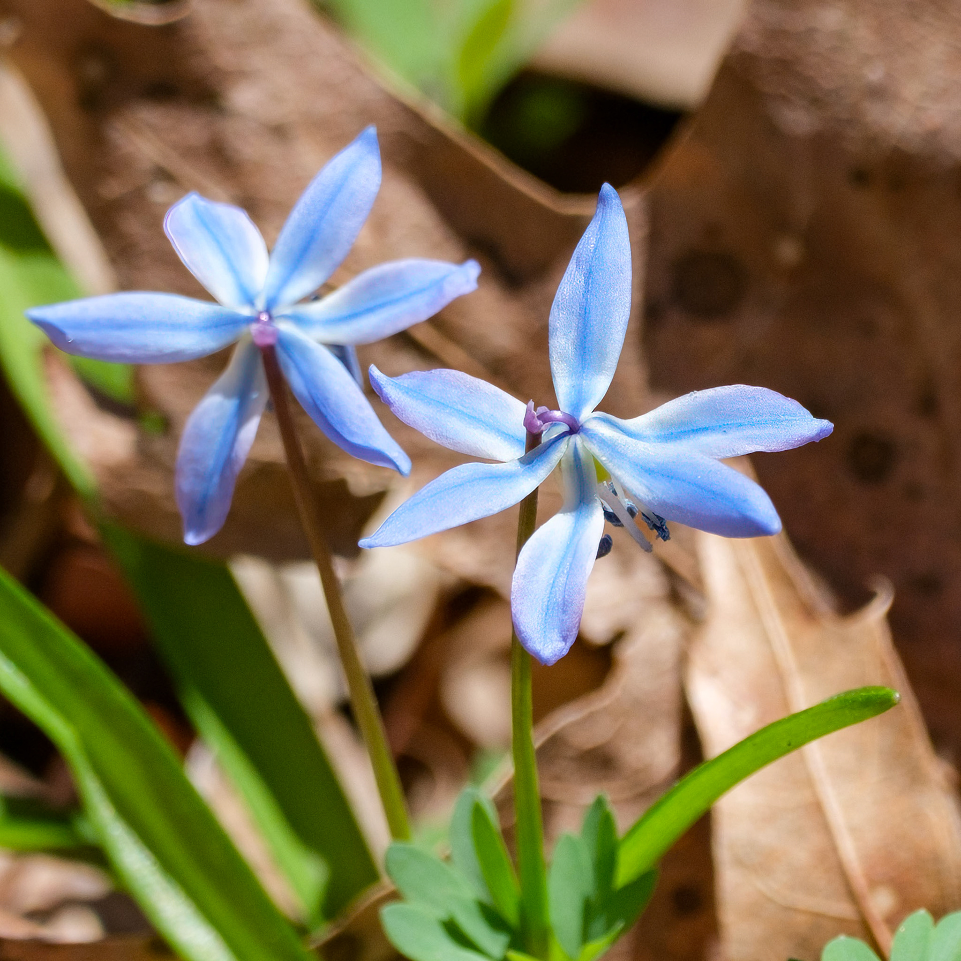 250417-231 Siberian Squill (Scilla siberica)
