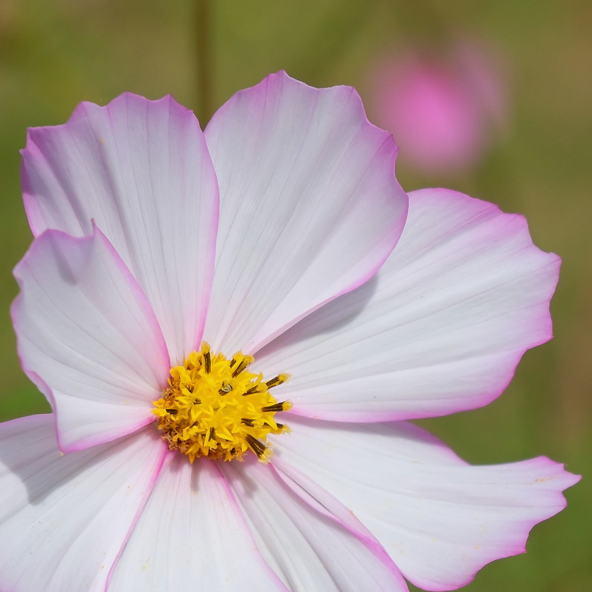 240906-485 Garden Cosmos (Cosmos bipinnatus)